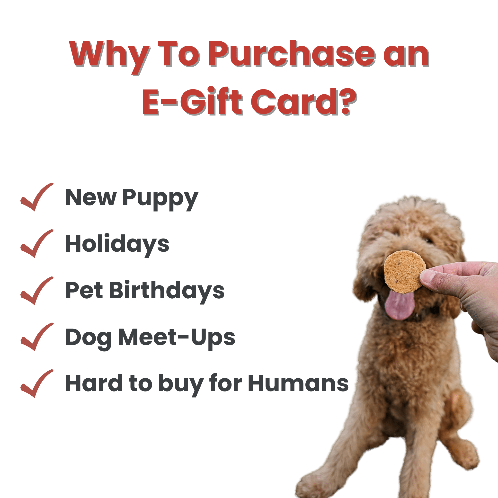  A brown doodle waiting for a chip with tongue out Farmto-pettreats Farmto-pettreats E-Gift Card why to purchase.