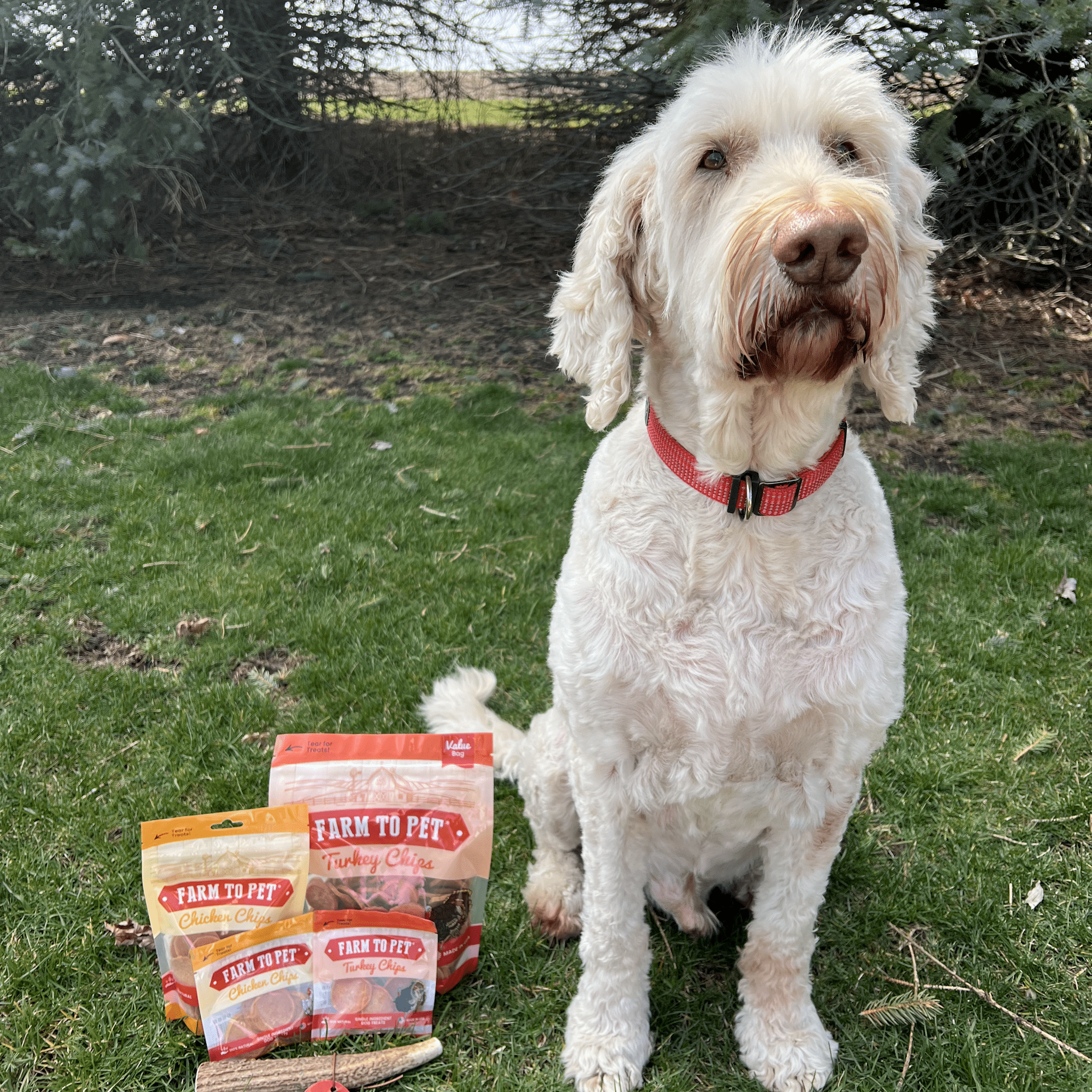  A picture of a white doodle sitting by Farmto-pettreats Products outside.