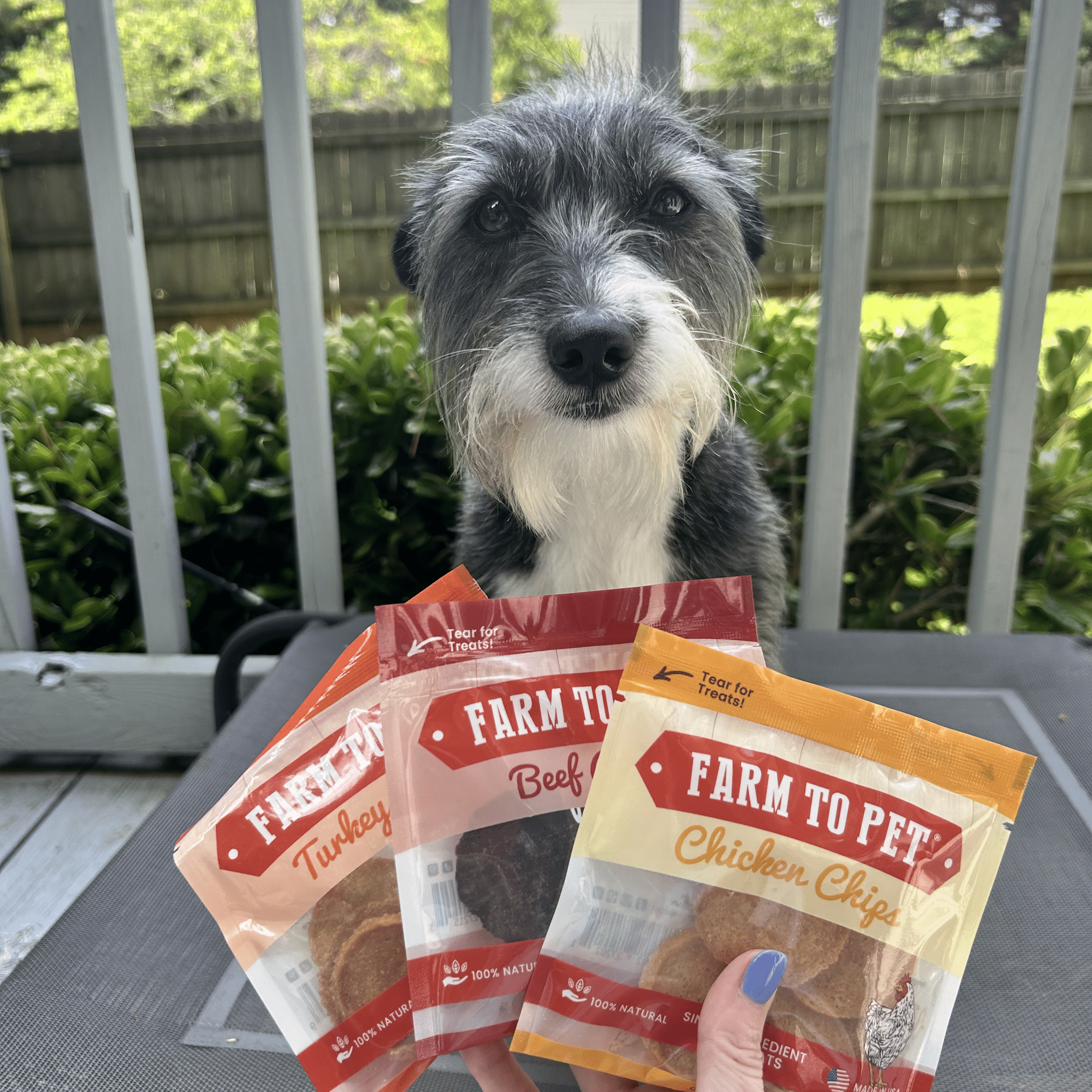 Farmto-pettreats Beef Chicken Turkey Trio Snack Pack product with a gray and white dog outside on patio.
