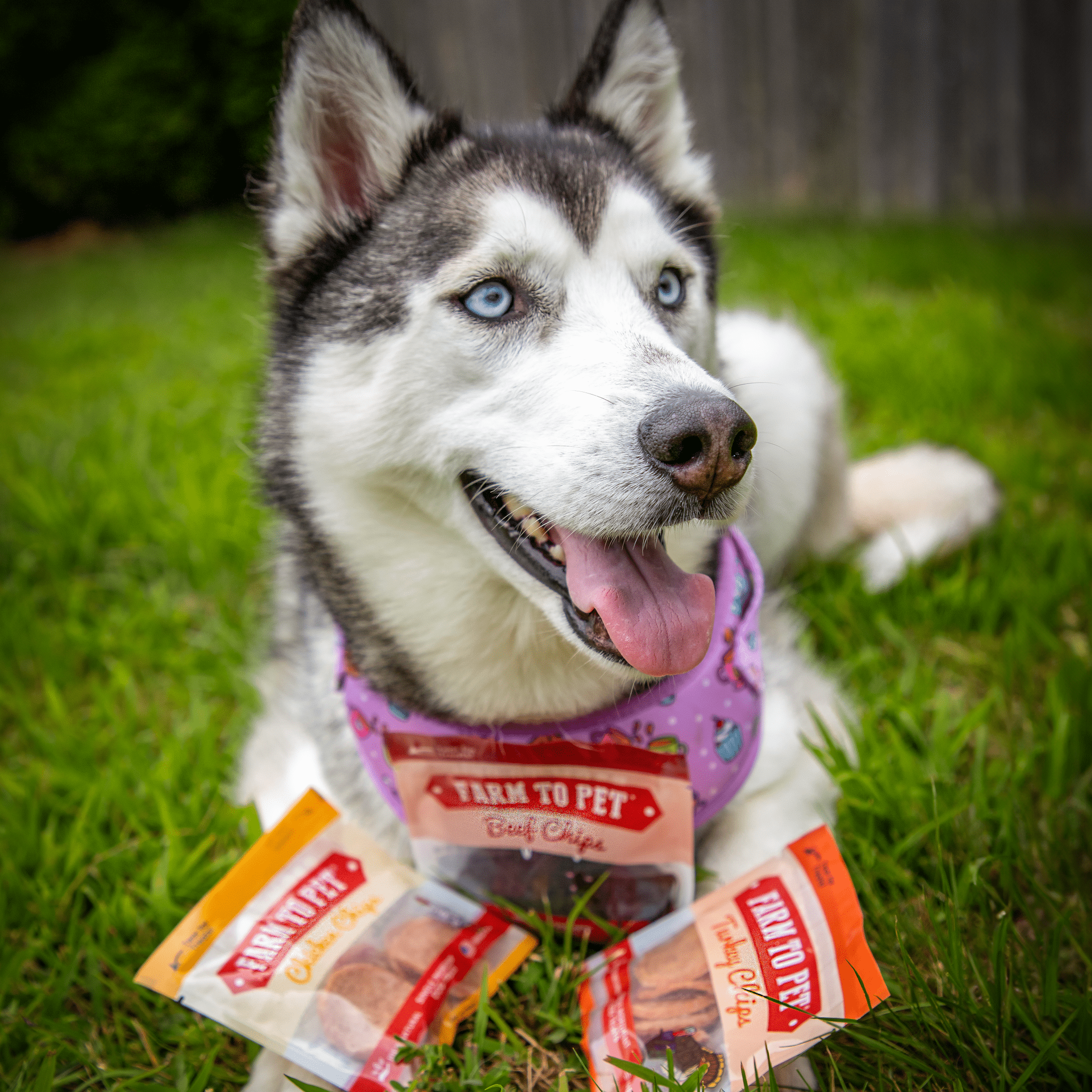 A gray and white Husky with Farmto-pettreats Beef Chicken Turkey Trio Snack Packs laying in the grass.