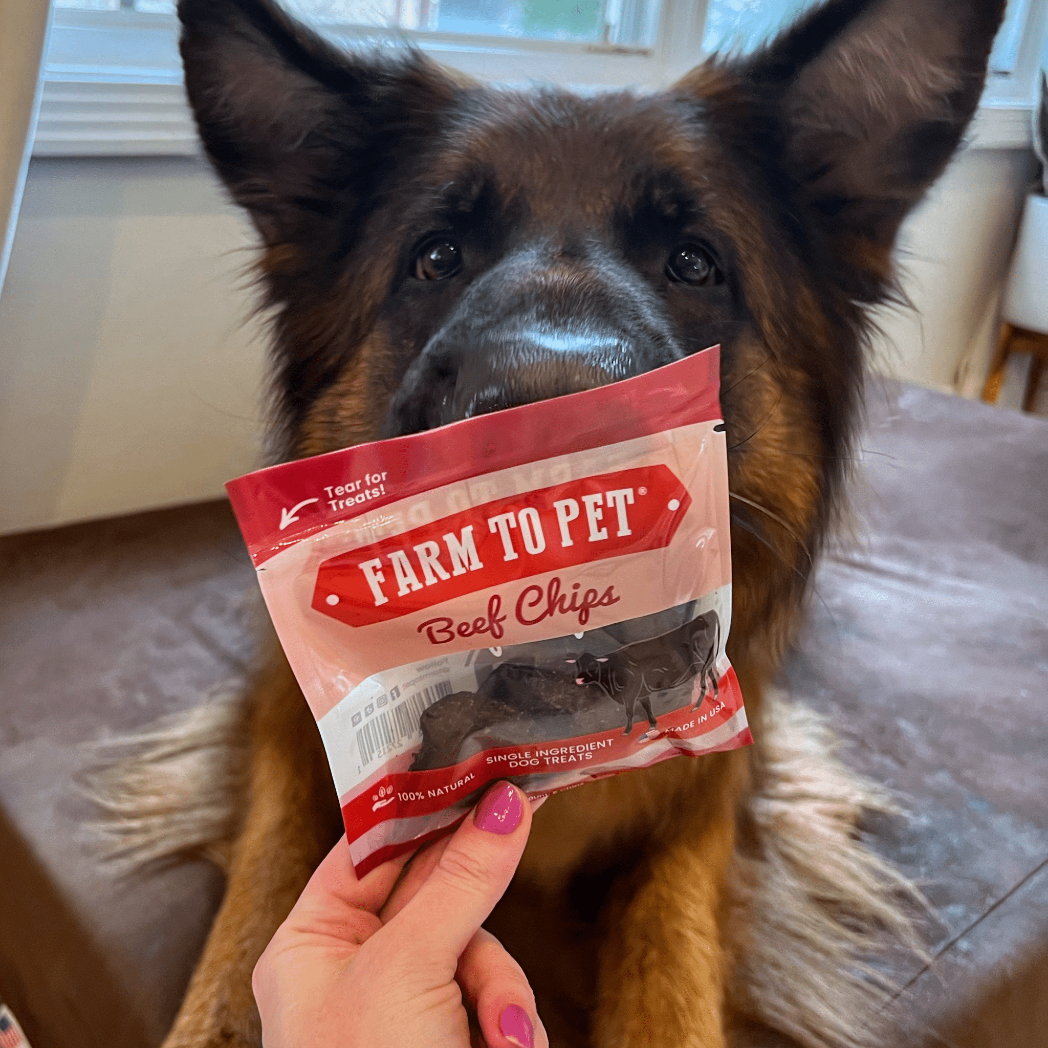 A German Shephard laying on a dog bed with a Farmto-pettreats Beef Chip bag in front of his face.
