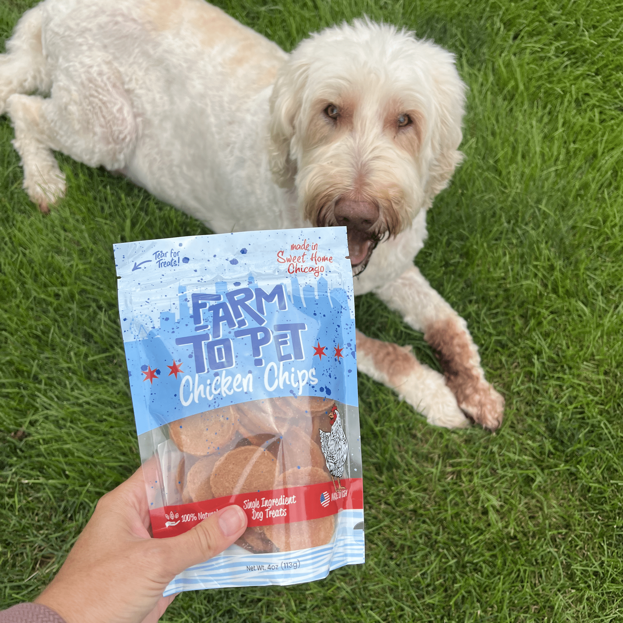 A Goldendoodle laying in the grass with a Farmto-pettreats Chicago Chicken Chips Bag. 