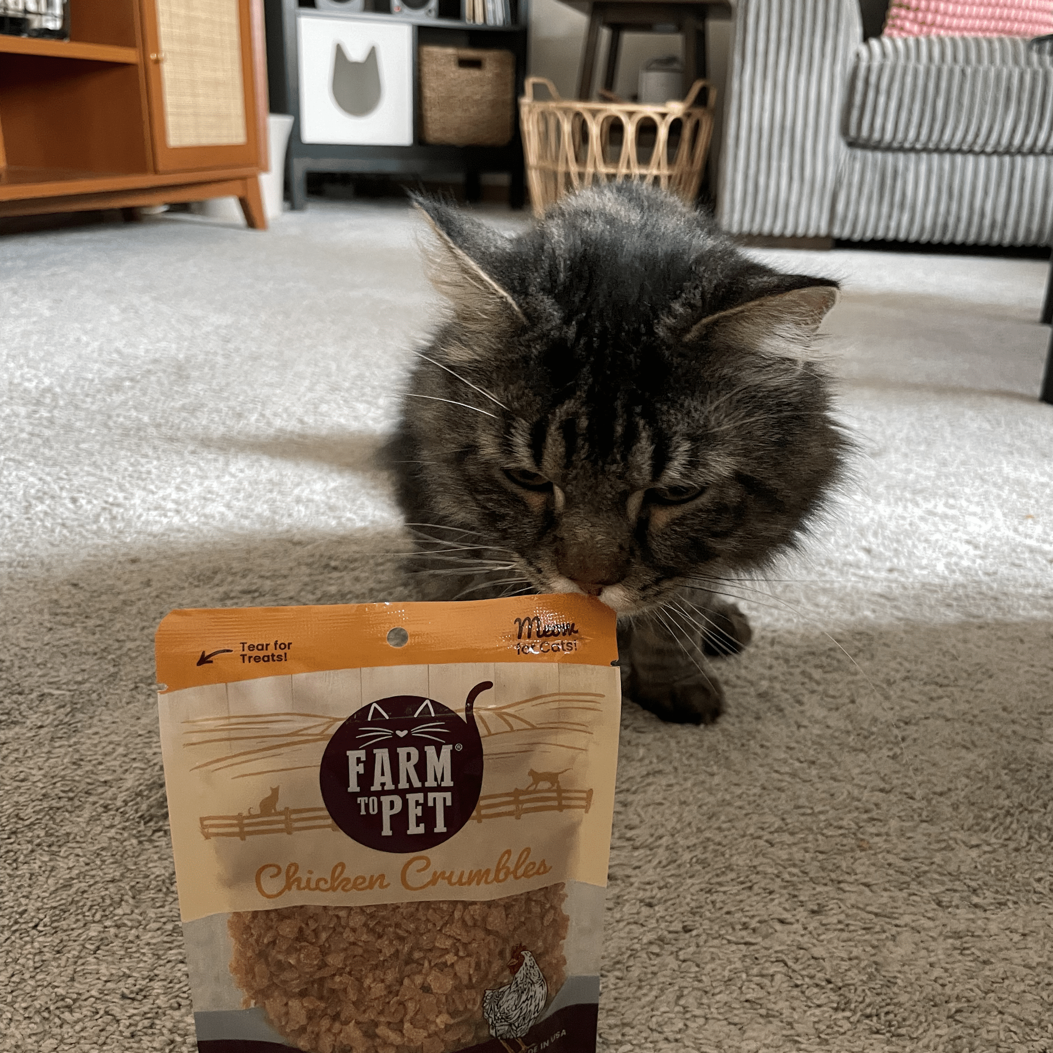 A Gray cat inside looking at a bag of Farmto-pettreats Chicken Crumbles. 