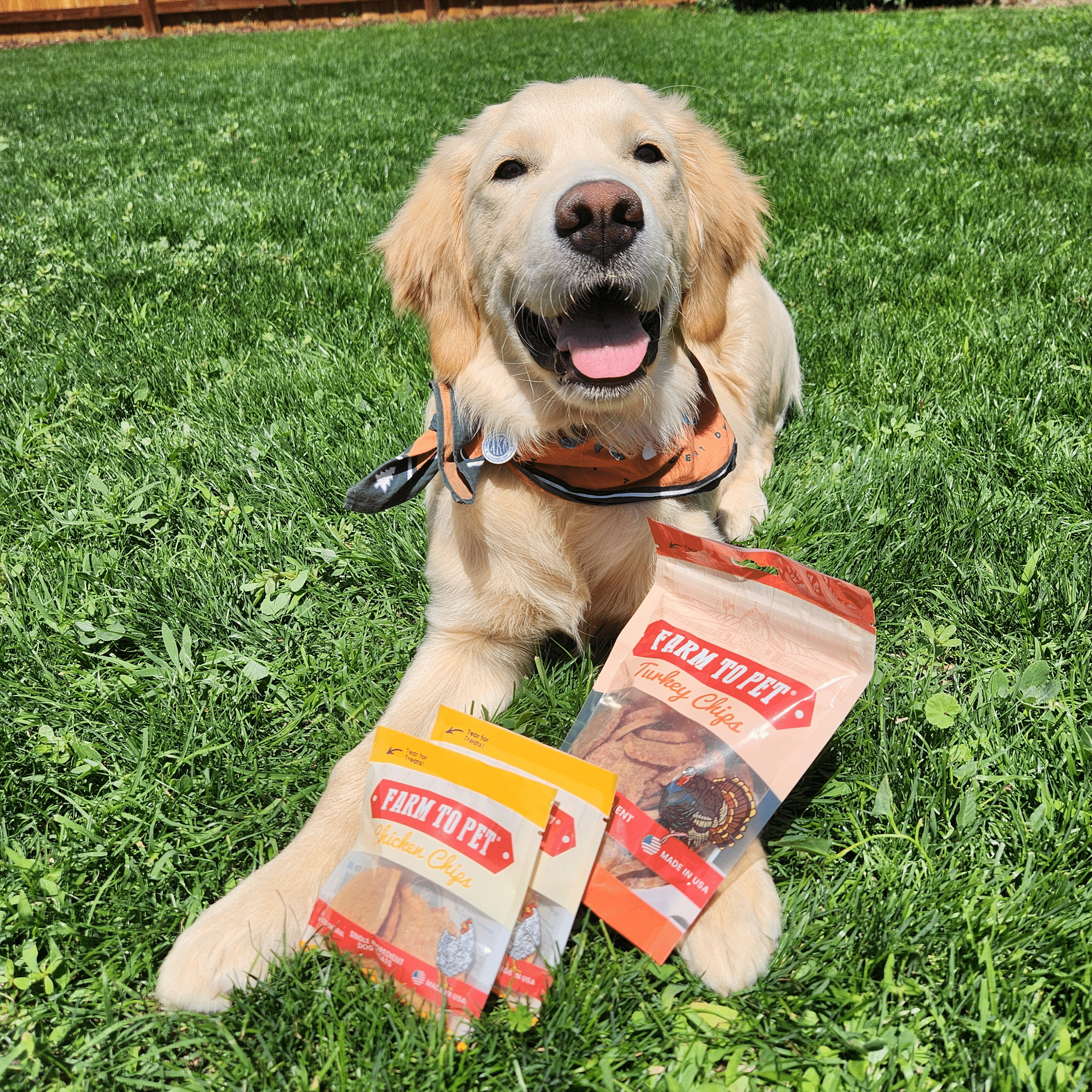 A Large brown dog laying in the grass outside with mouth open by Farmto-pettreats Turkey and Chicken Chips.