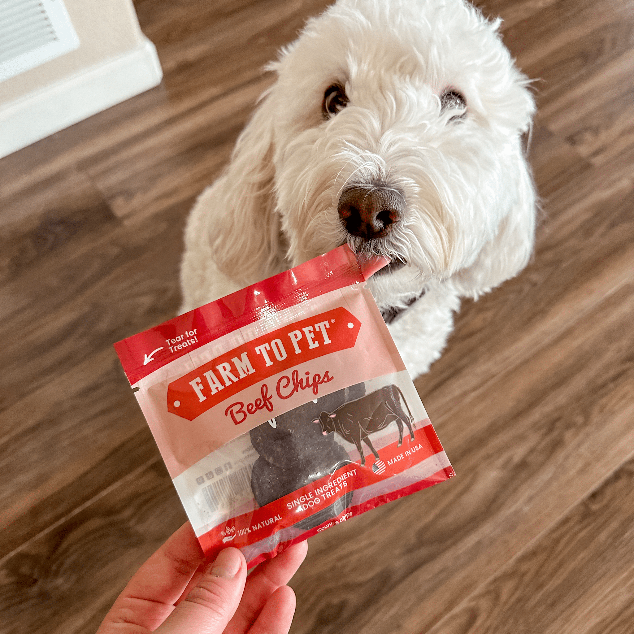 A white doodle inside with tongue on bag of Farmto-pettreats Beef Snack Pack. 