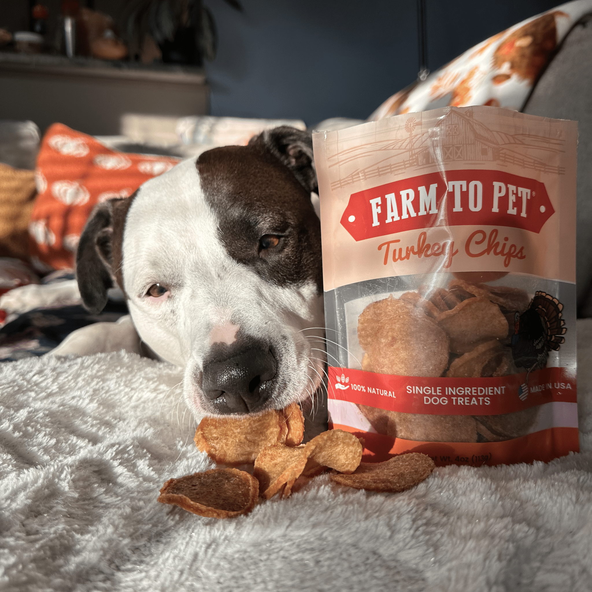 A black and white Pitbull laying on a white blanket eating Farmto-pettreats Turkey Chips with a bag of them.
