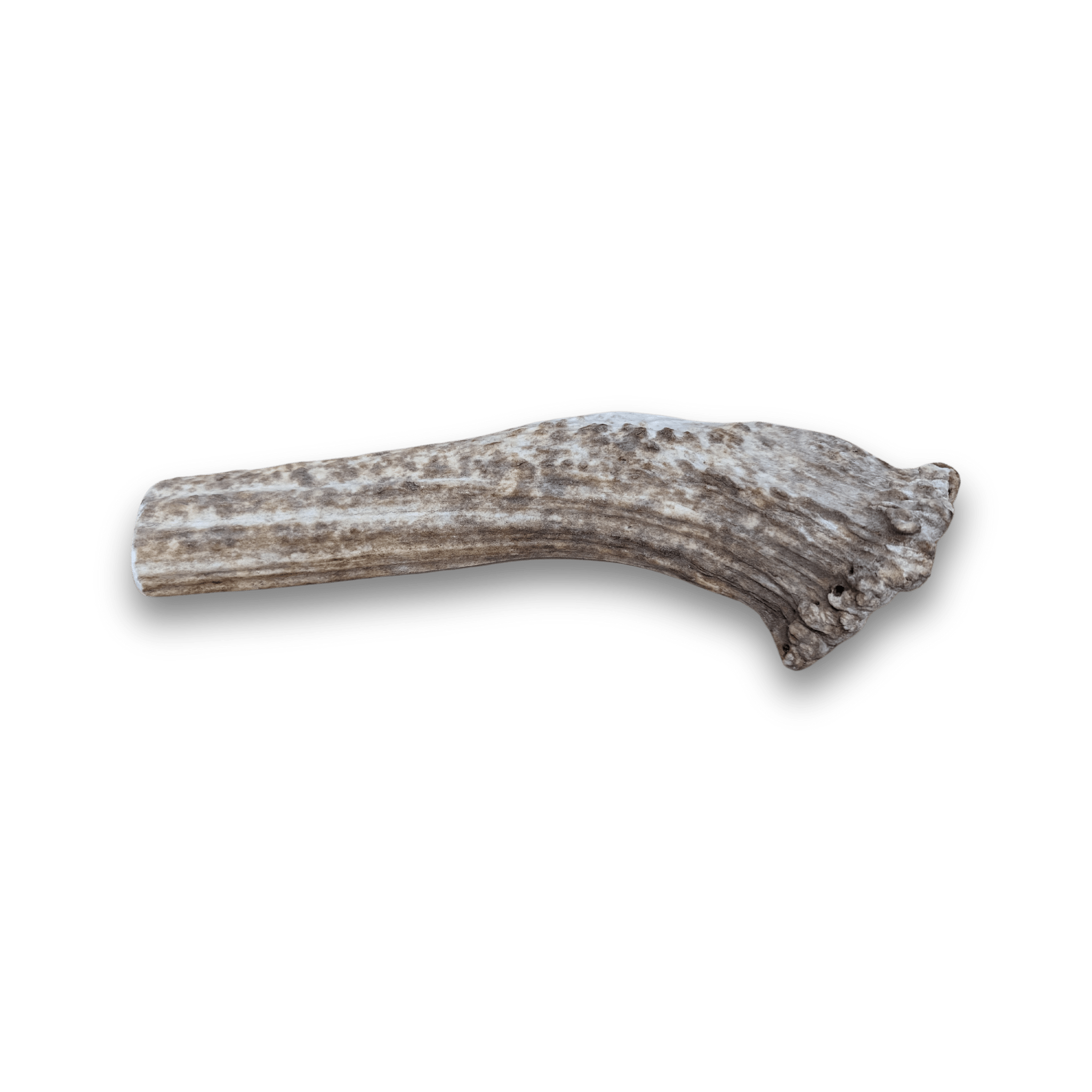 Product Photo of a Farmto-pettreats Split Giant Elk Antlers for Dogs in a White Background