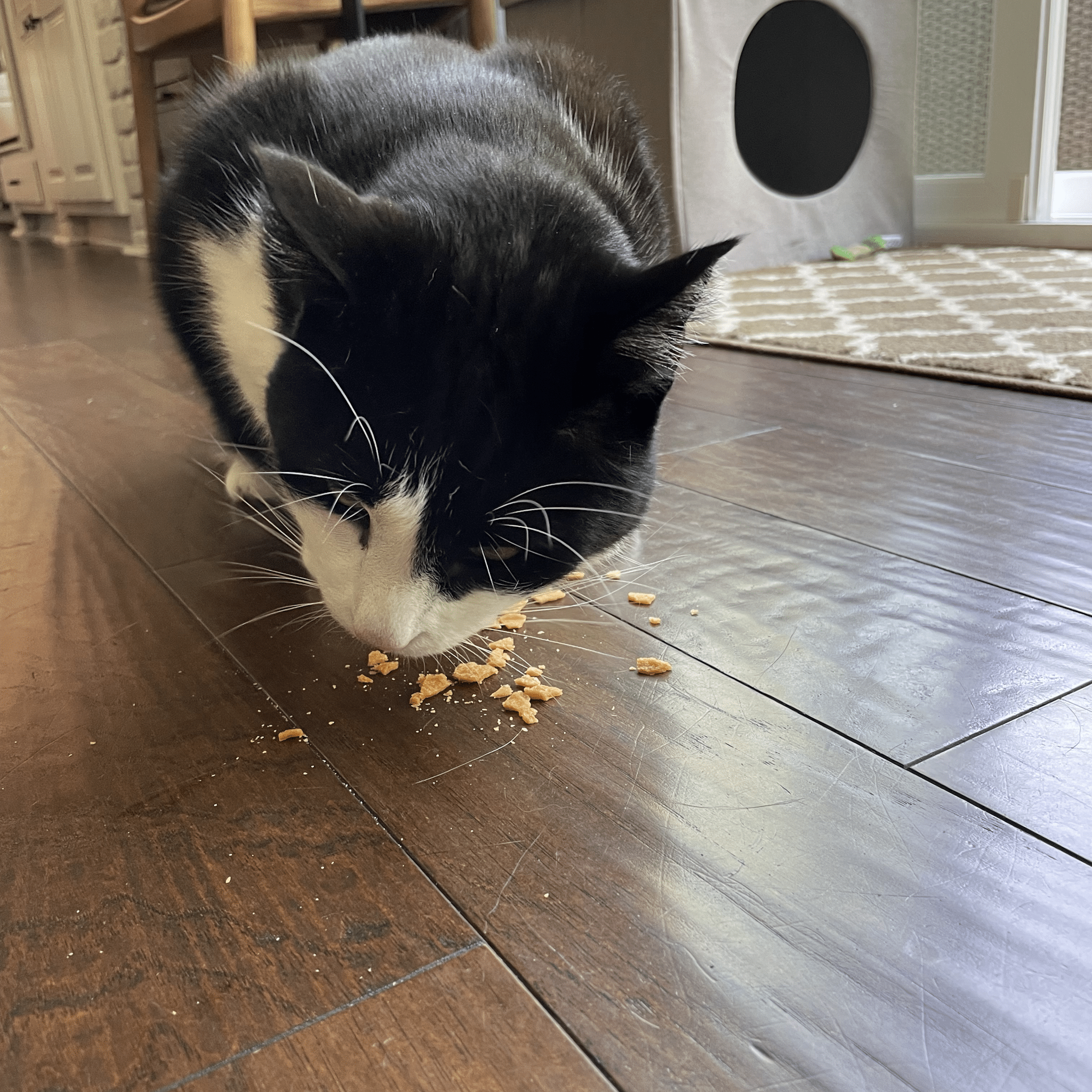 A black and white cat eating Farmto-pettreats Turkey Crumbles off the kitchen floor.
