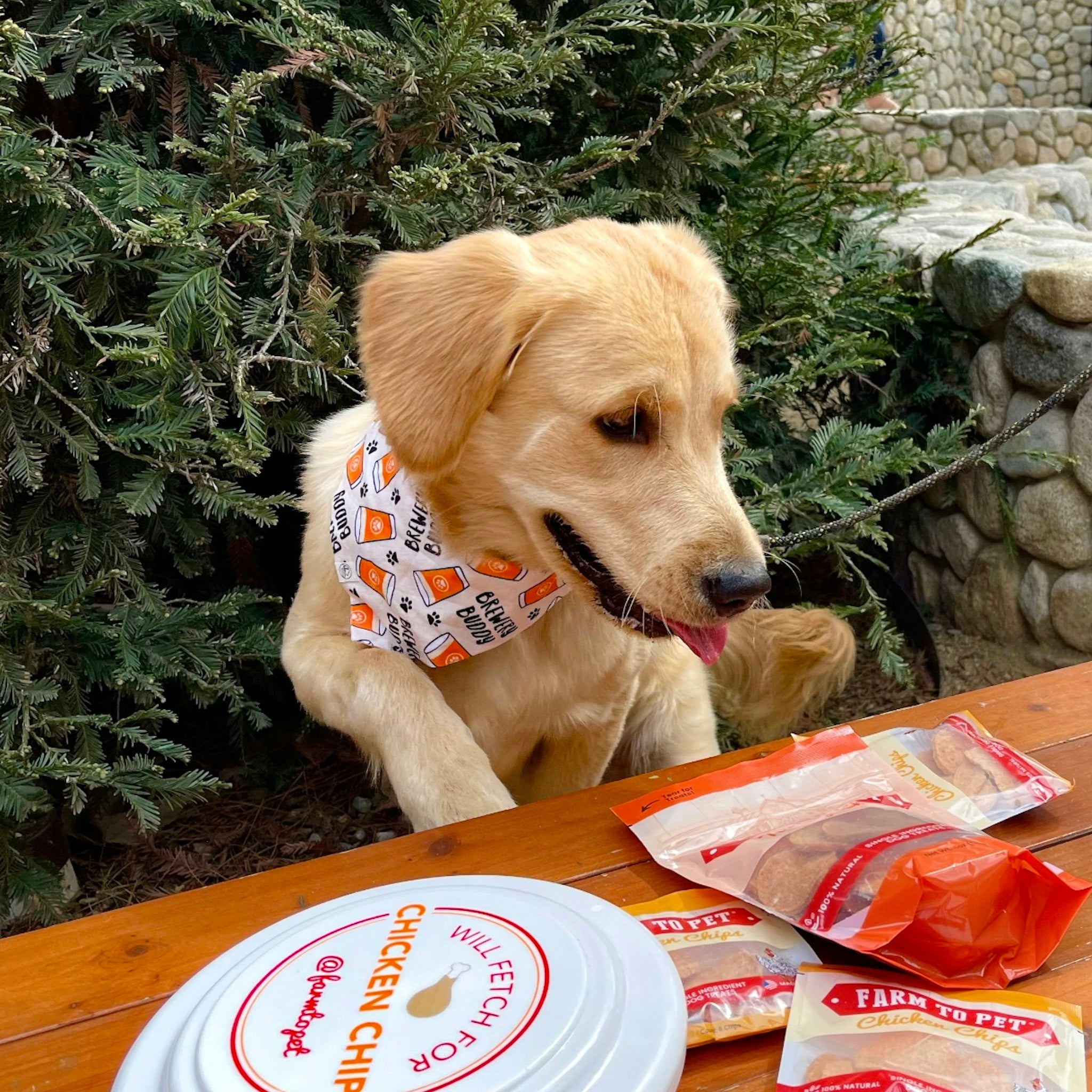 A brown dog next to a table set up outside with a Farmto-pettreats Dog Frisbee and snacks.
