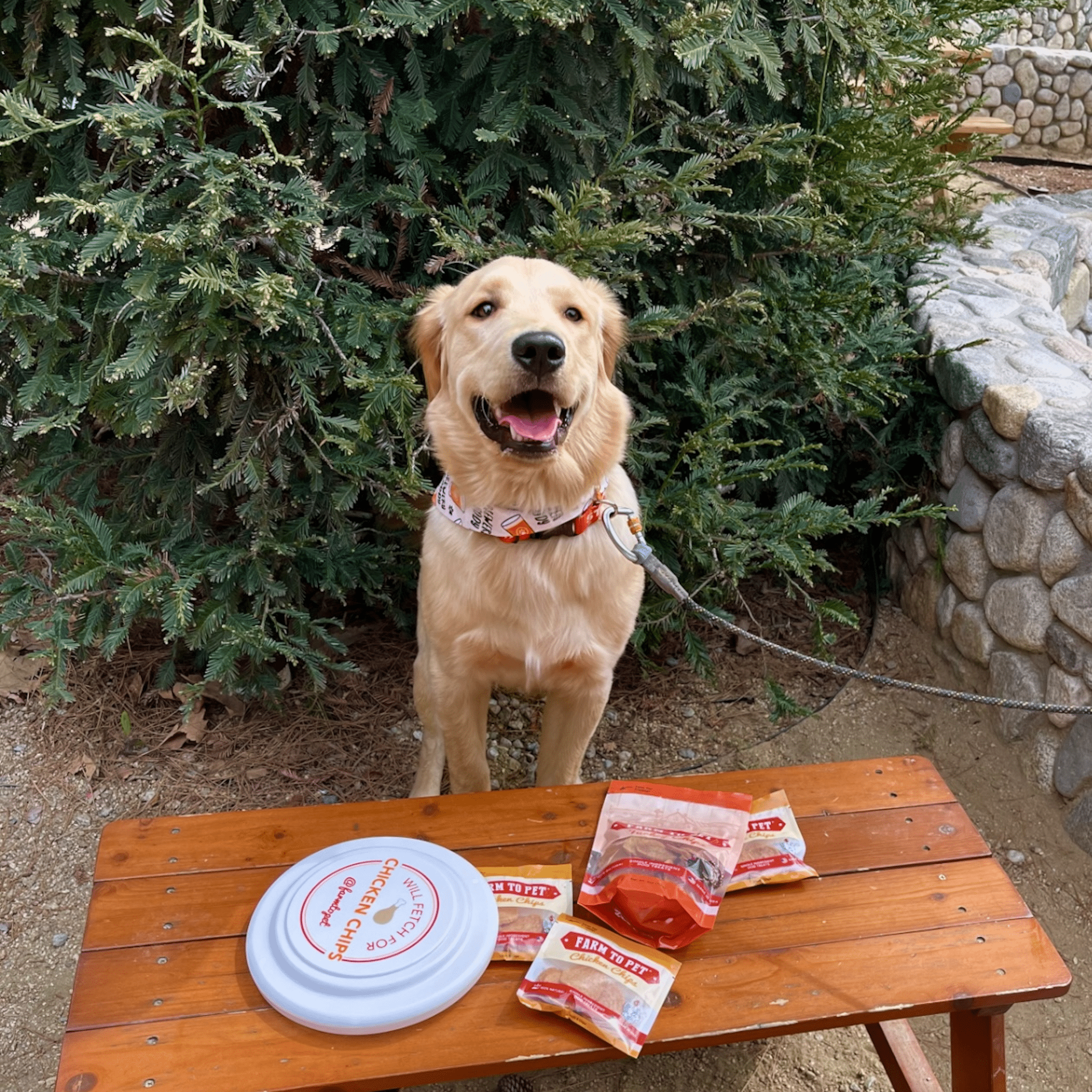 A brown dog outside on a leash standing by a table with a Farmto-pettreats Frisbee, Turkey and Chicken Chip bags. 