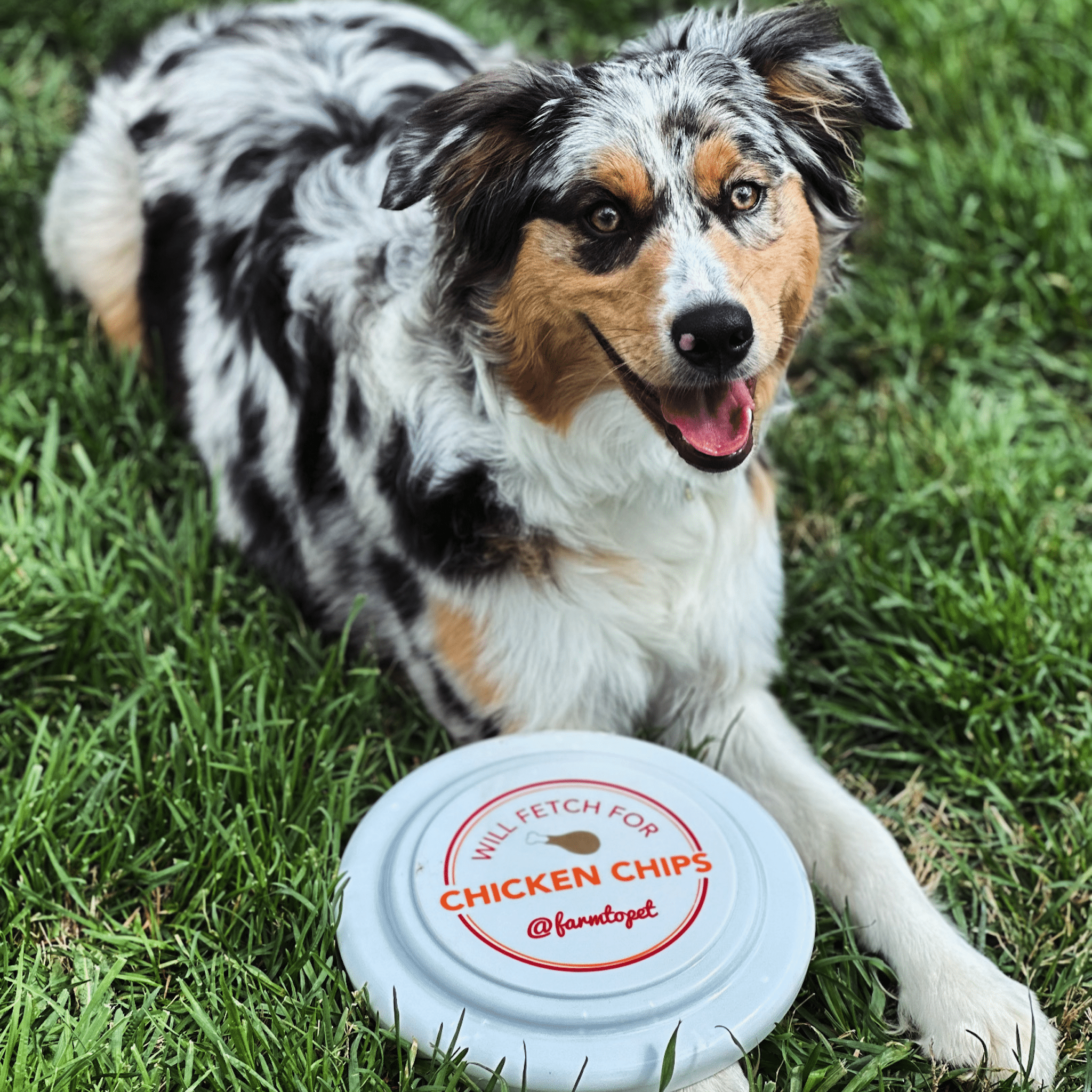 A Aussie laying in the grass with a Farmto-pettreats Will Fetch Frisbee on his paw.