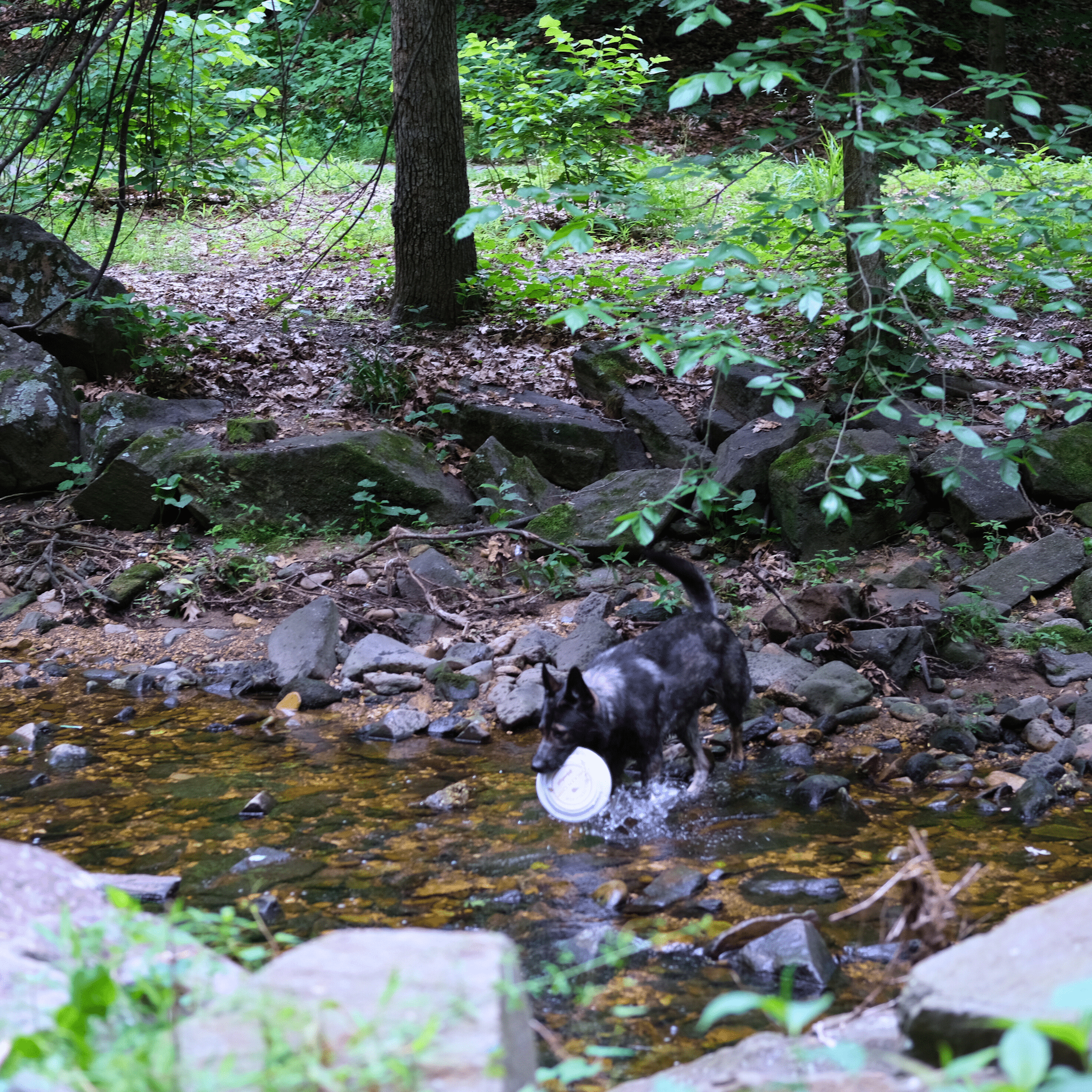 A Black dog in a stream fetching a Farmto-pettreats Will Fetch Frisbee in his mouth.