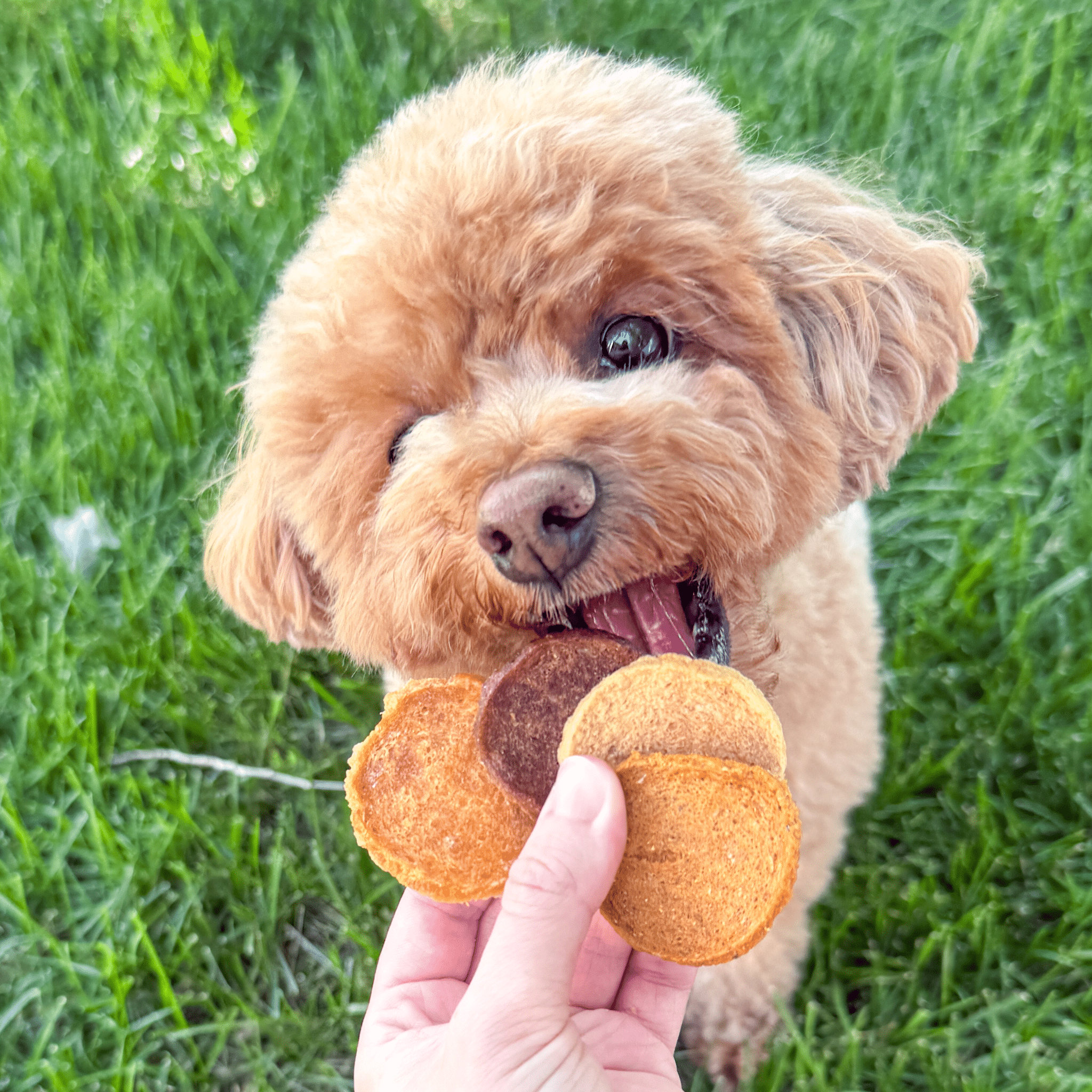 Small dog licking Farmto-pettreats Trick or Treat Mix Halloween Dog treats of chicken, turkey, beef and fish held by a person against a grassy background.