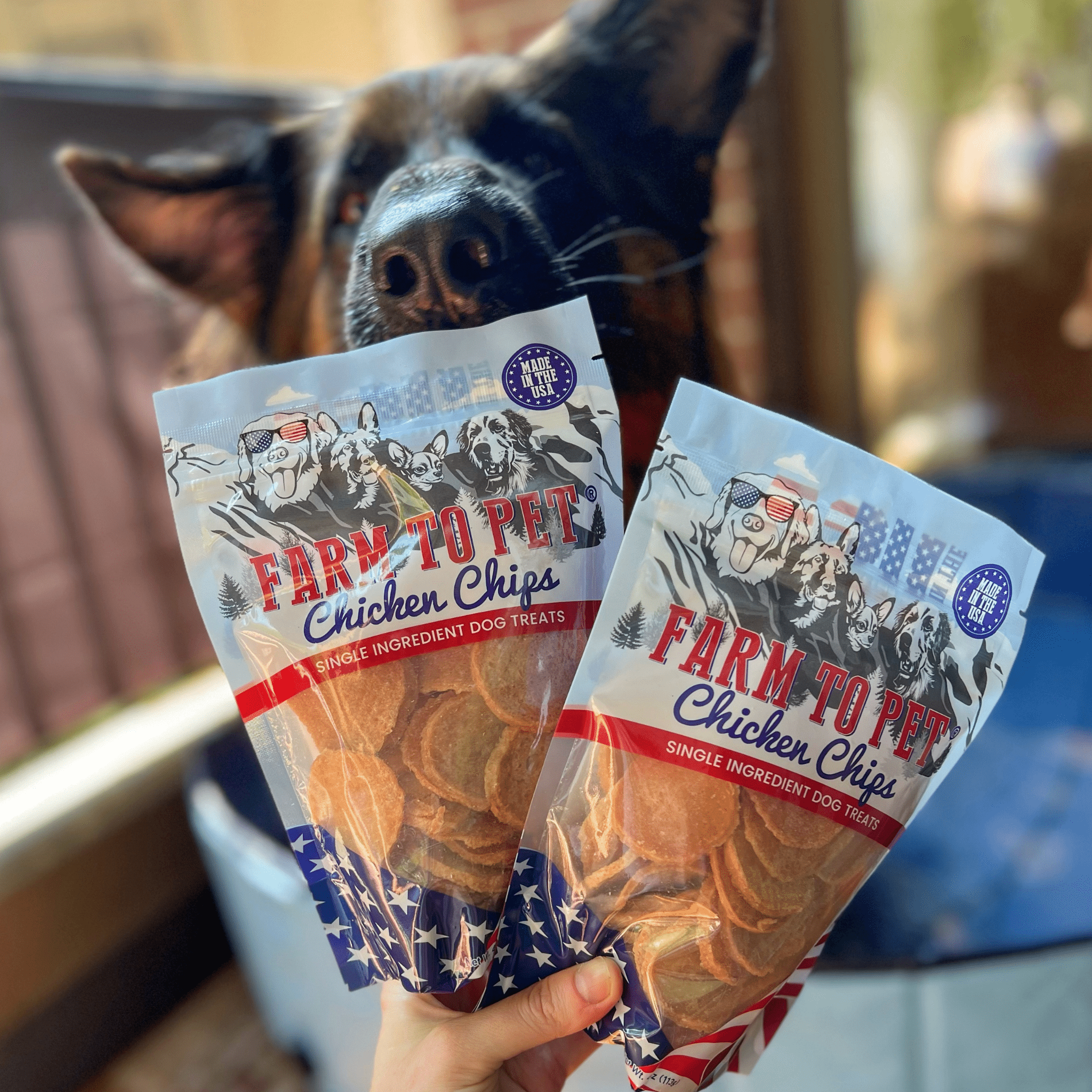 German Shepherd in a pool smelling two bags of Farmto-pettreats Americana Chicken Chips.