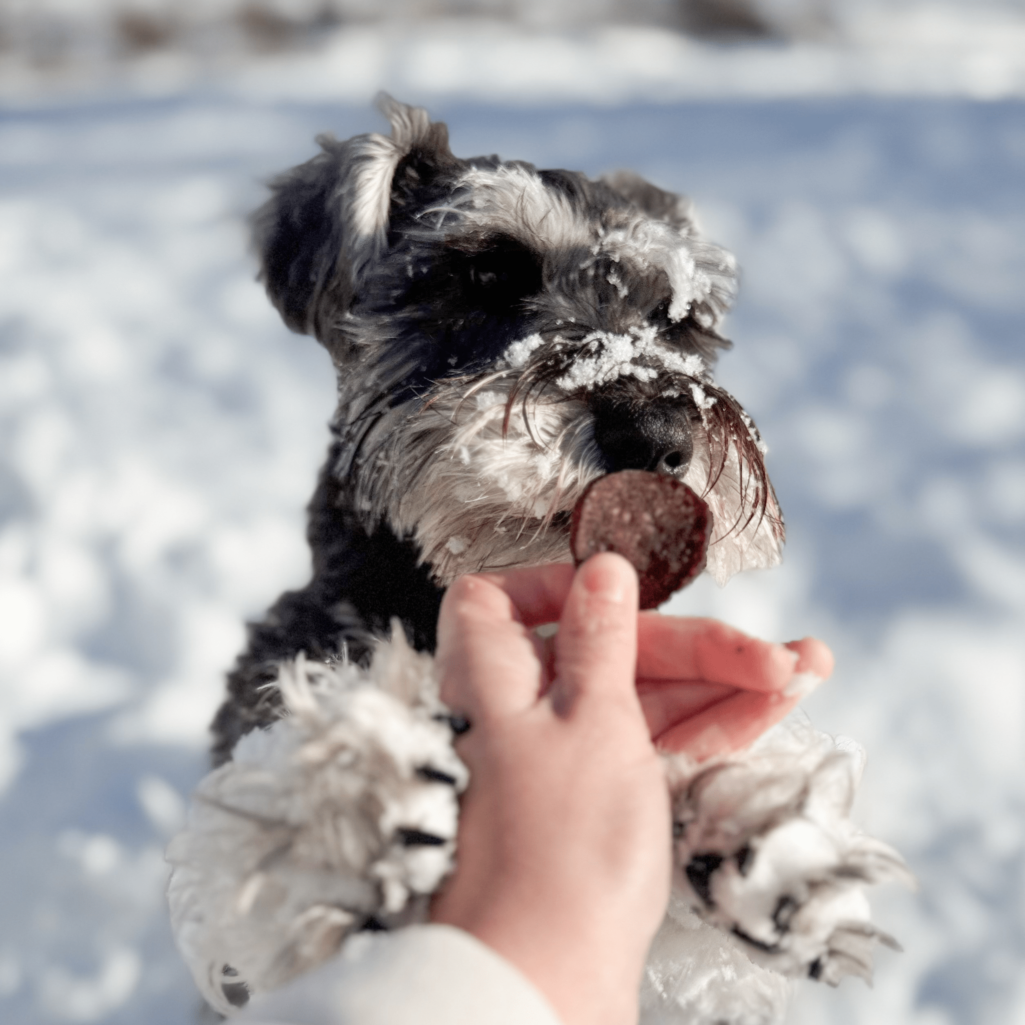 Dog in snow holding a Farmto-pettreats Beef Chip offered by a hand