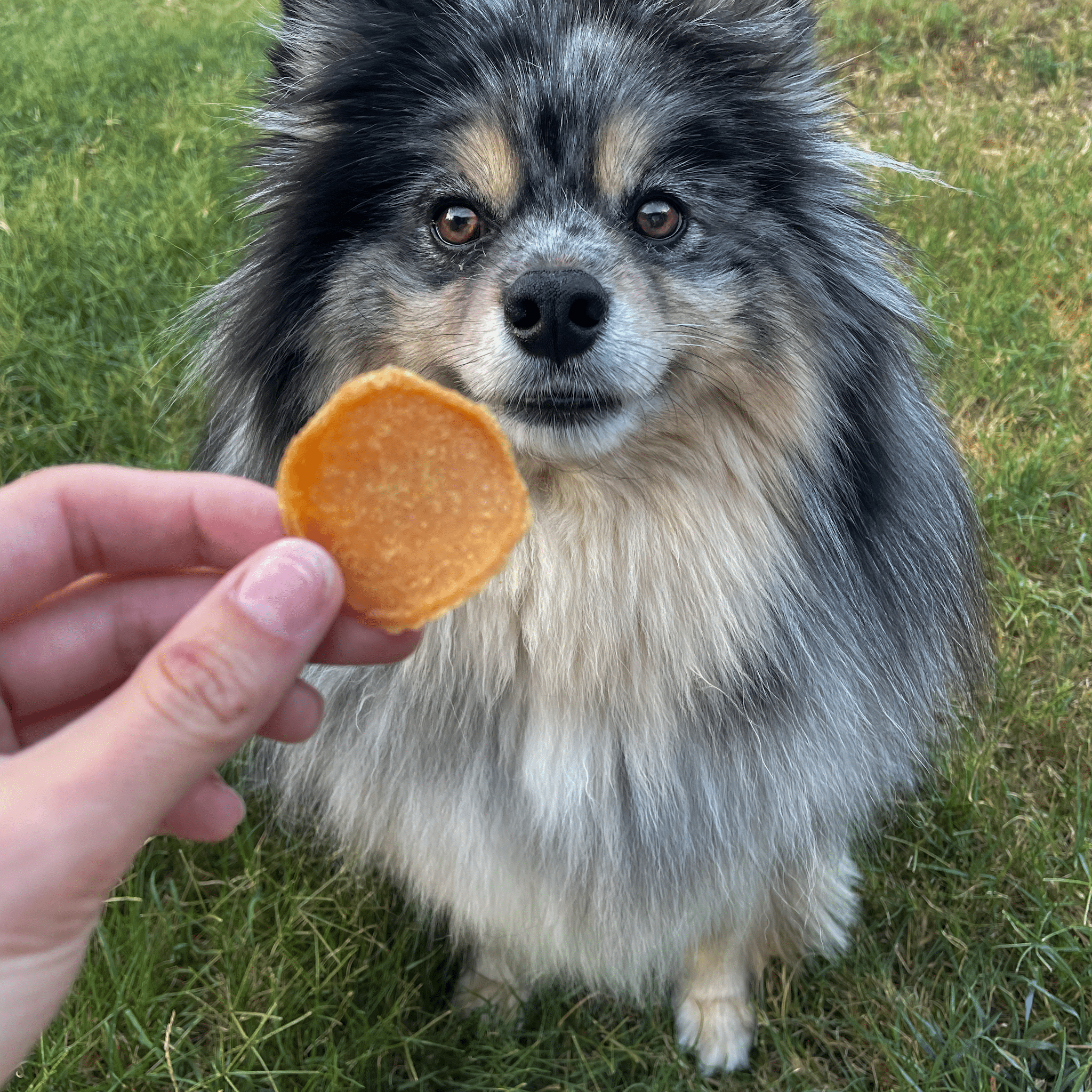 A Black and white dog sitting in the grass waiting to get a Farmto-pettreats Chicago Chicken Chip.

