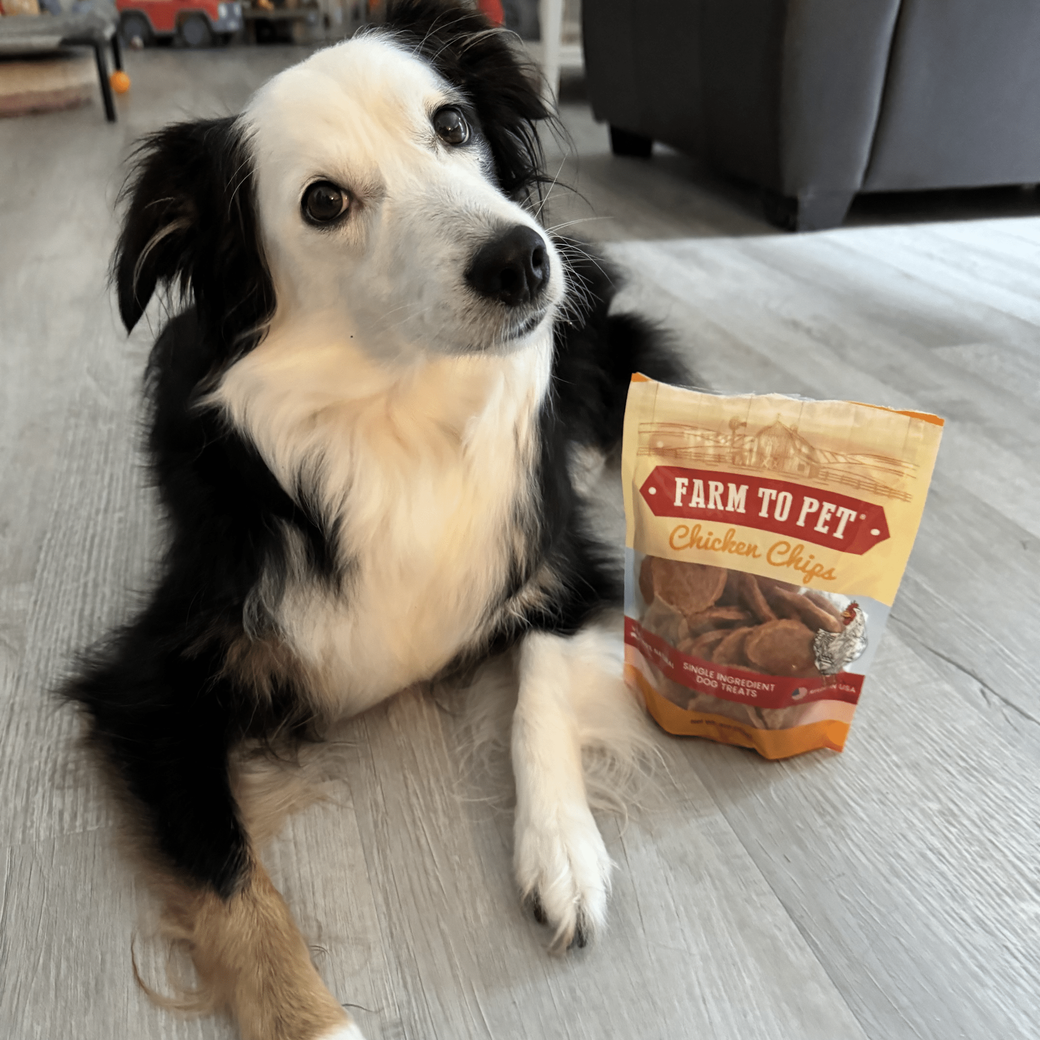 Black and White dog laying down inside next to a Farmto-pettreats Chicken Chip Bag.