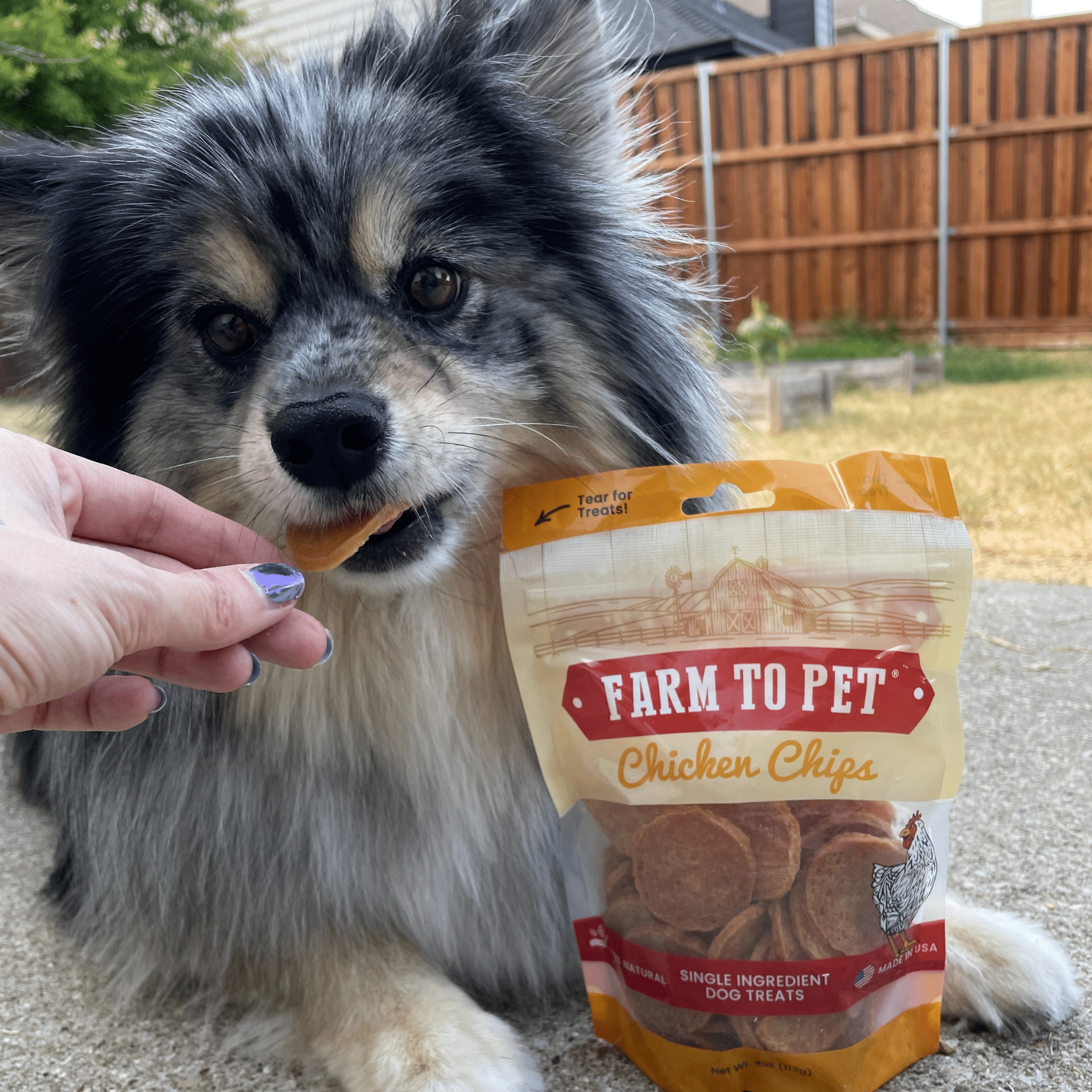 Product Picture of Farmto-pettreats Chicken Chips in 12oz pack with a hand holding it and feeding to her cute Pomeranian gray pup in the yard.