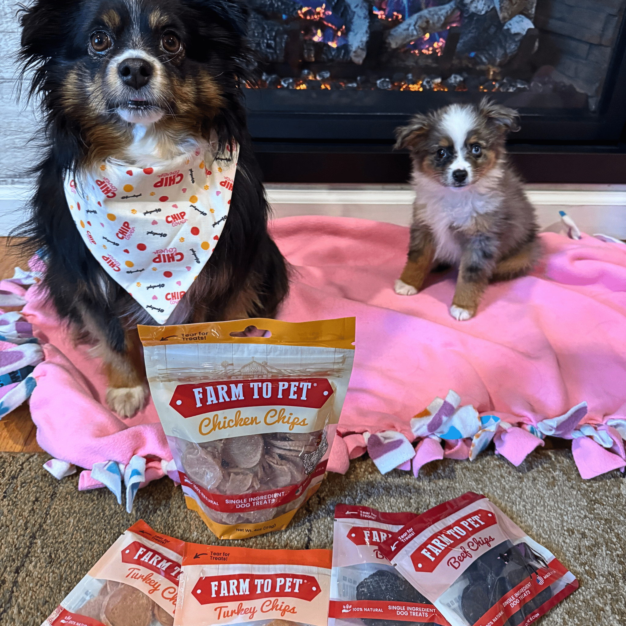 An Aussie dog (wearing a Farmto-pettreats bandana) and puppy sitting on a pink blanket with packages of Farmto-pettreats dog treats in front of them.