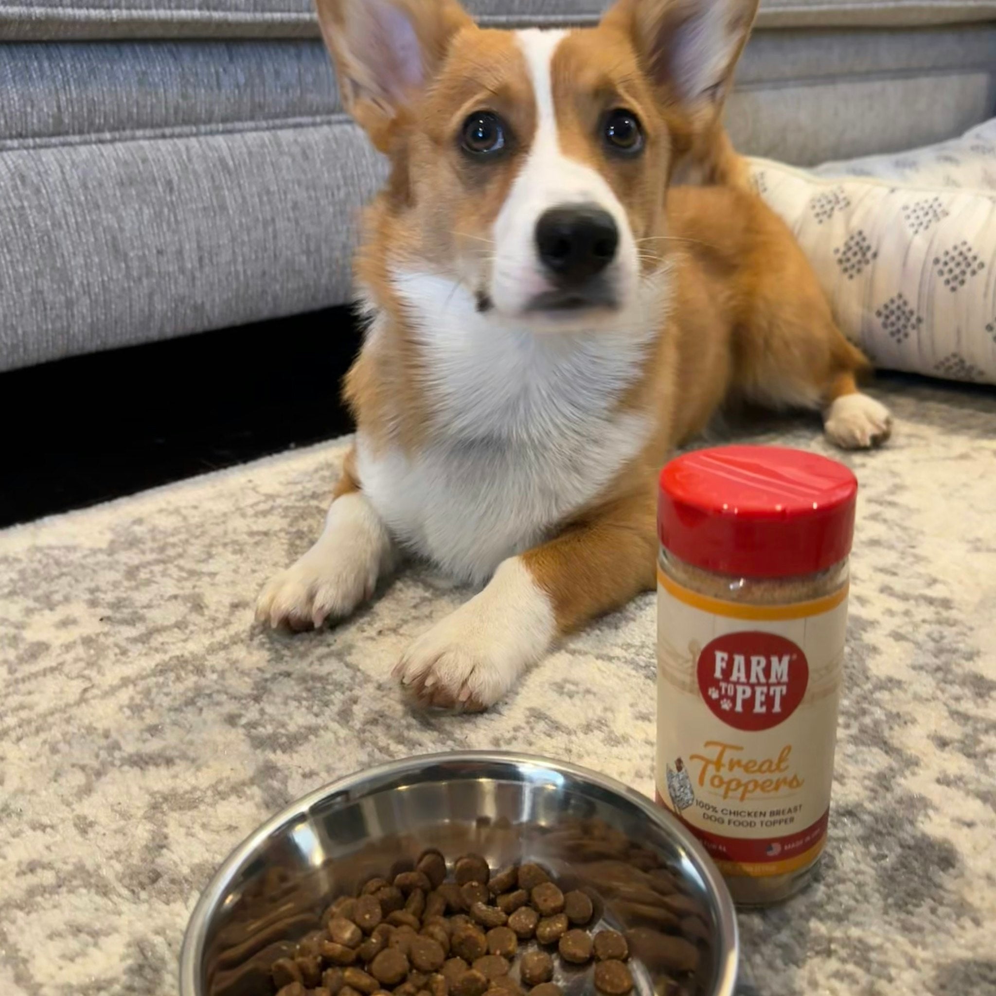 Farmto-pettreats Chicken Treat Dog Food Topper in an indoor carpet, with a brown corgi dog, a bowl of dog food and a chicken topper.
