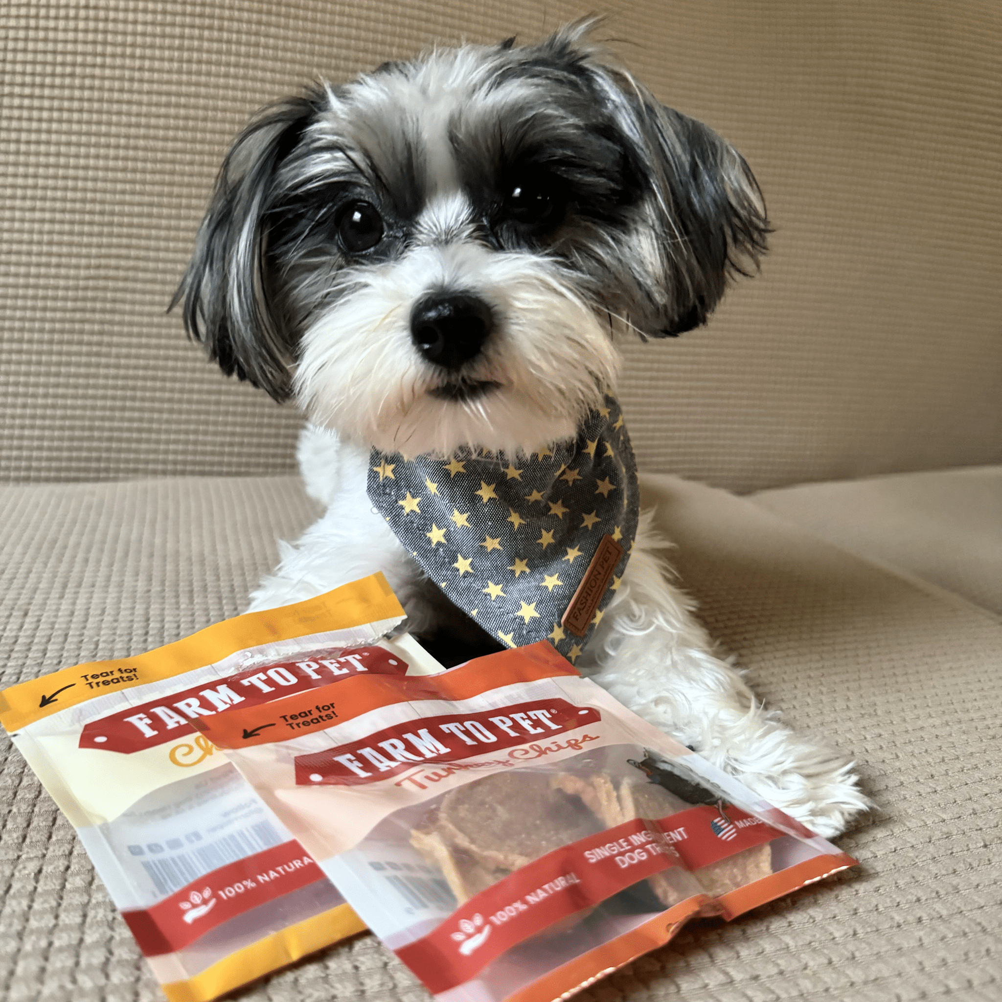 A small black and white puppy laying on a couch with Farmto-pettreats snack packs of chicken and turkey.