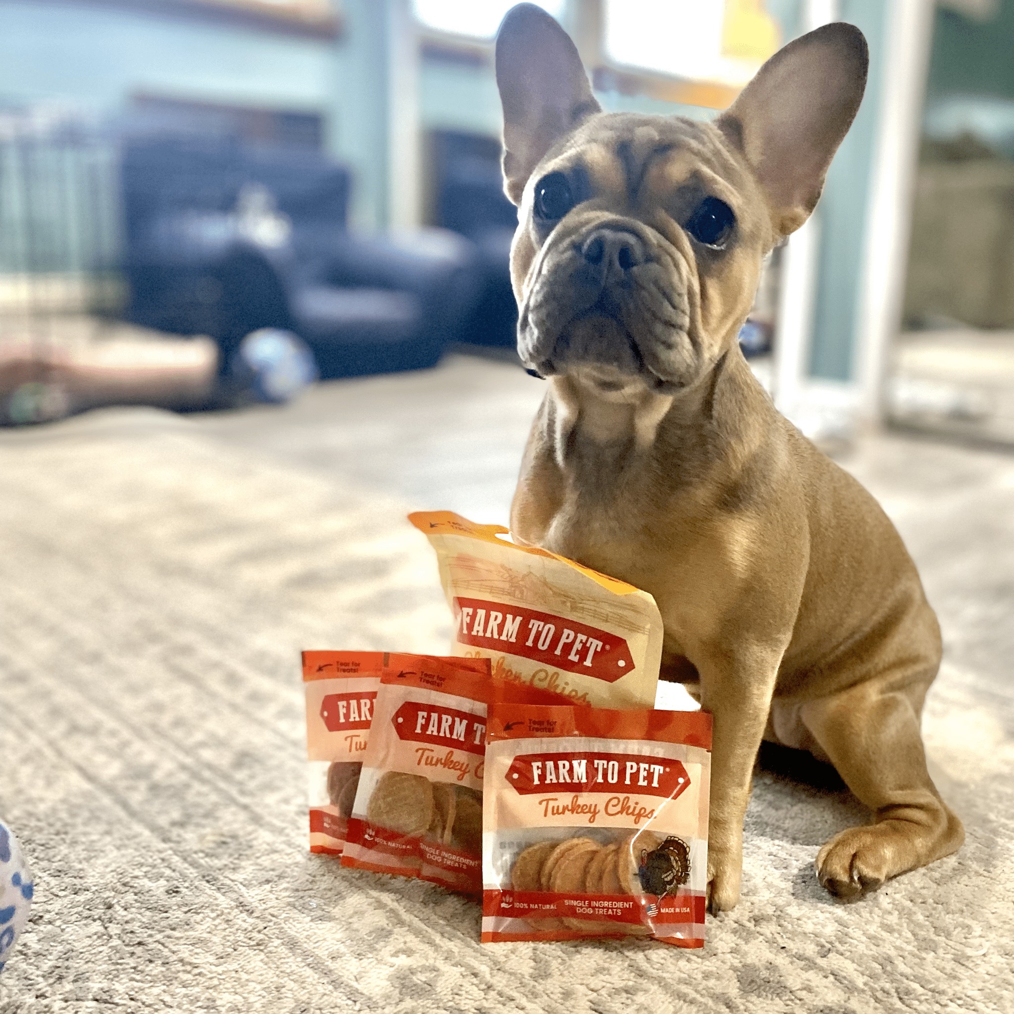 A brown small puppy sitting inside next to Farmto-pettreats Treat Puppy Pack.