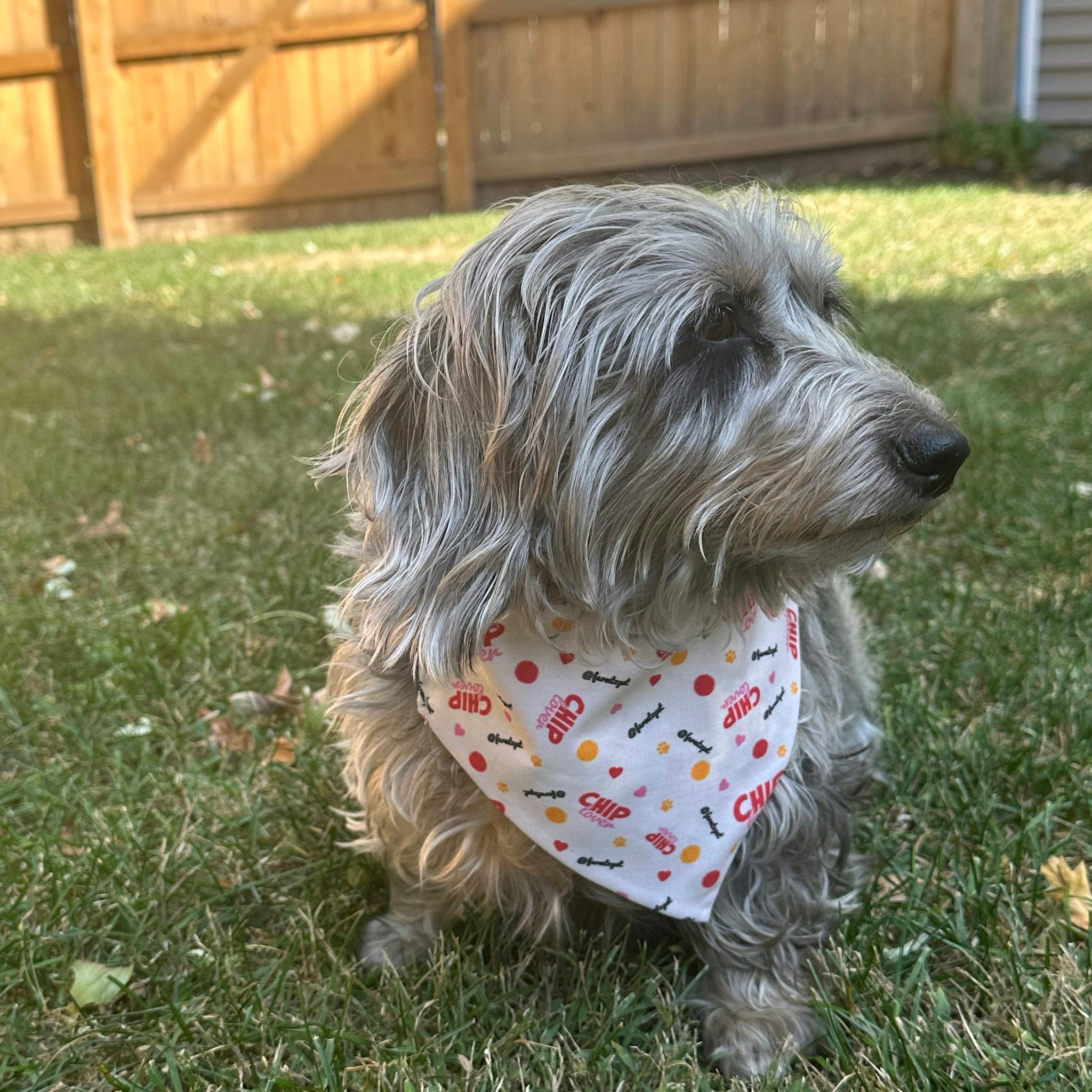 A gray dog outside sitting in a yard with wearing a Farmto-pettreats Chip Lover Bandana.