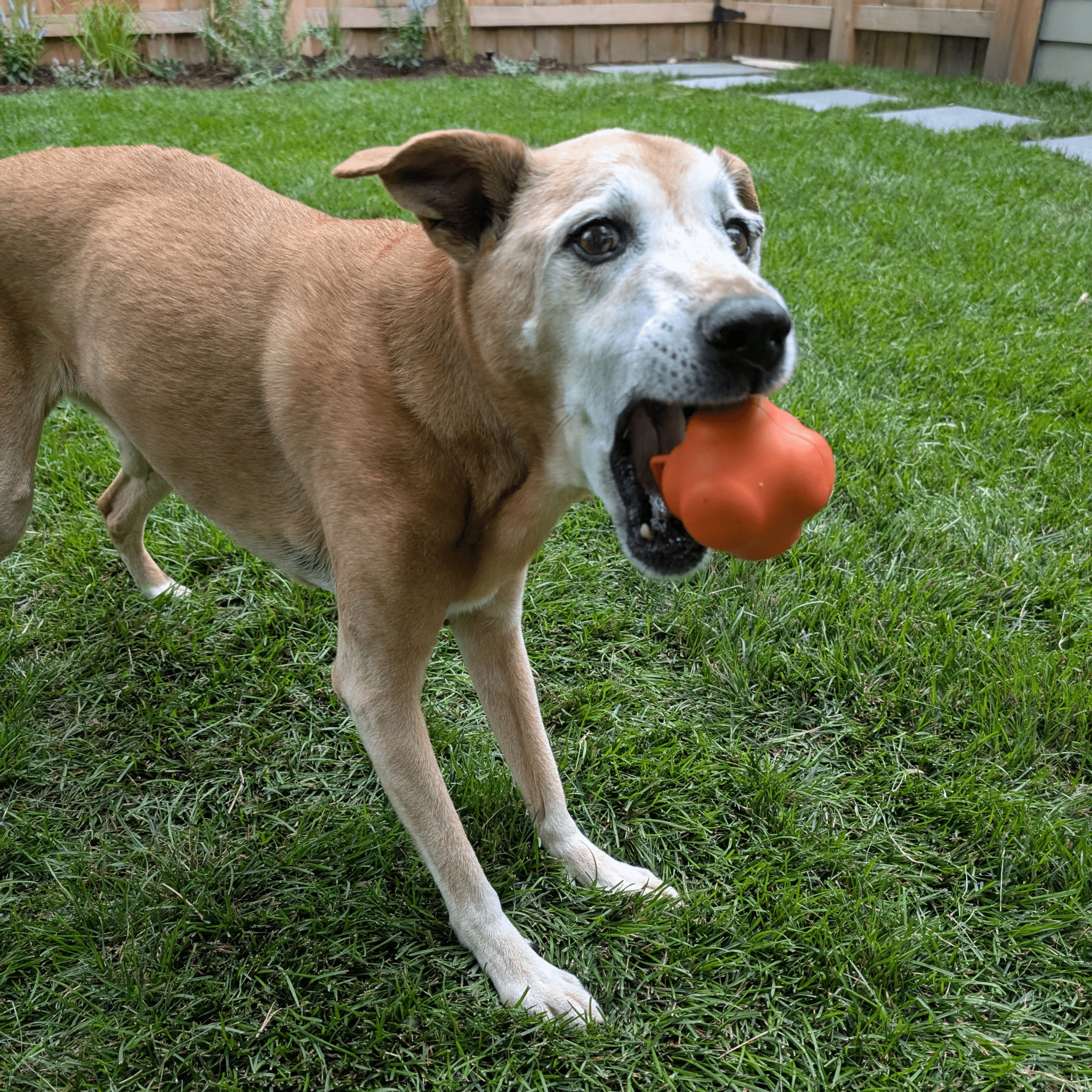 Dog with an orange ball in mouth a  Farmto-pettreats Dog Fetch Ball Crazy Bounce Ball on a grassy lawn
