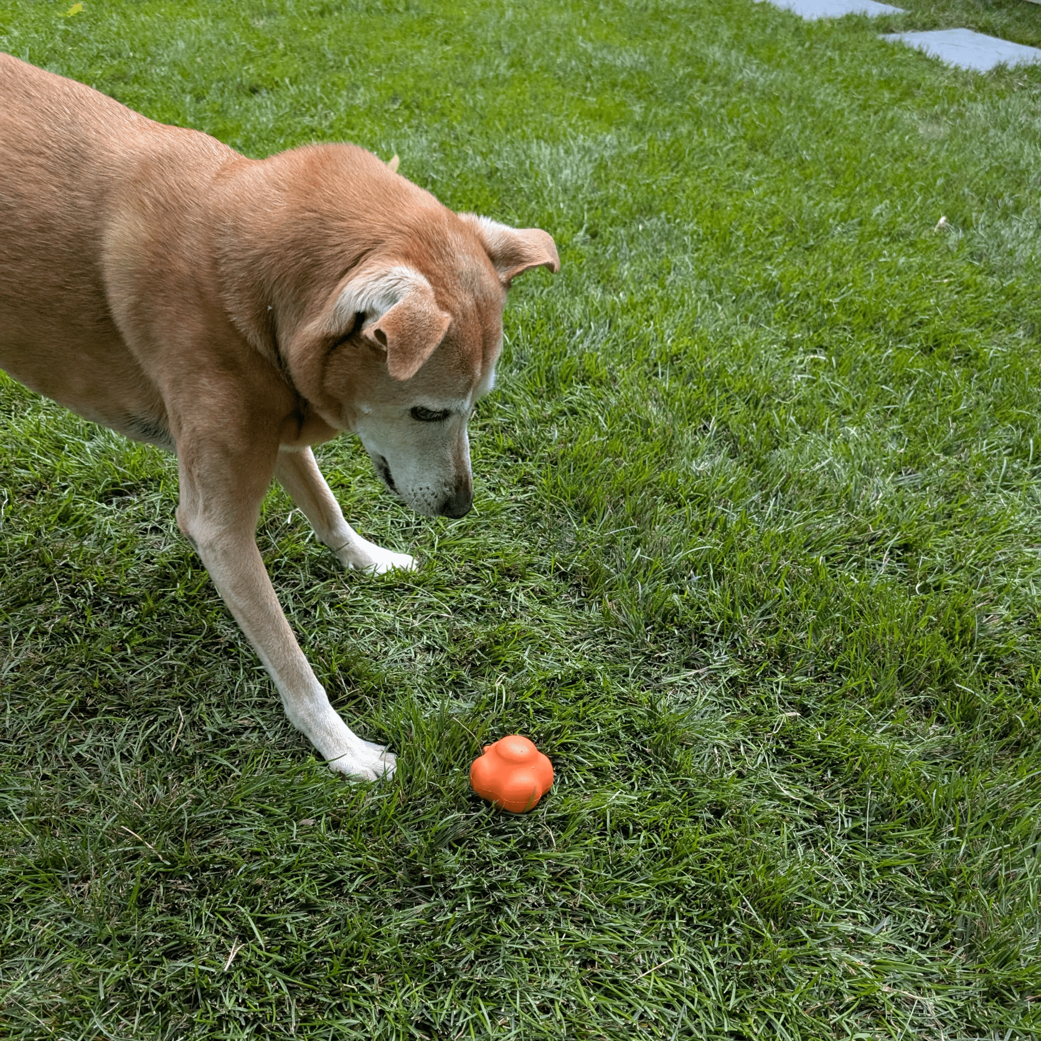 Dog standing on grass next to a Farmto-pettreats Dog Fetch ball Orange  Crazy Bounce Ball.