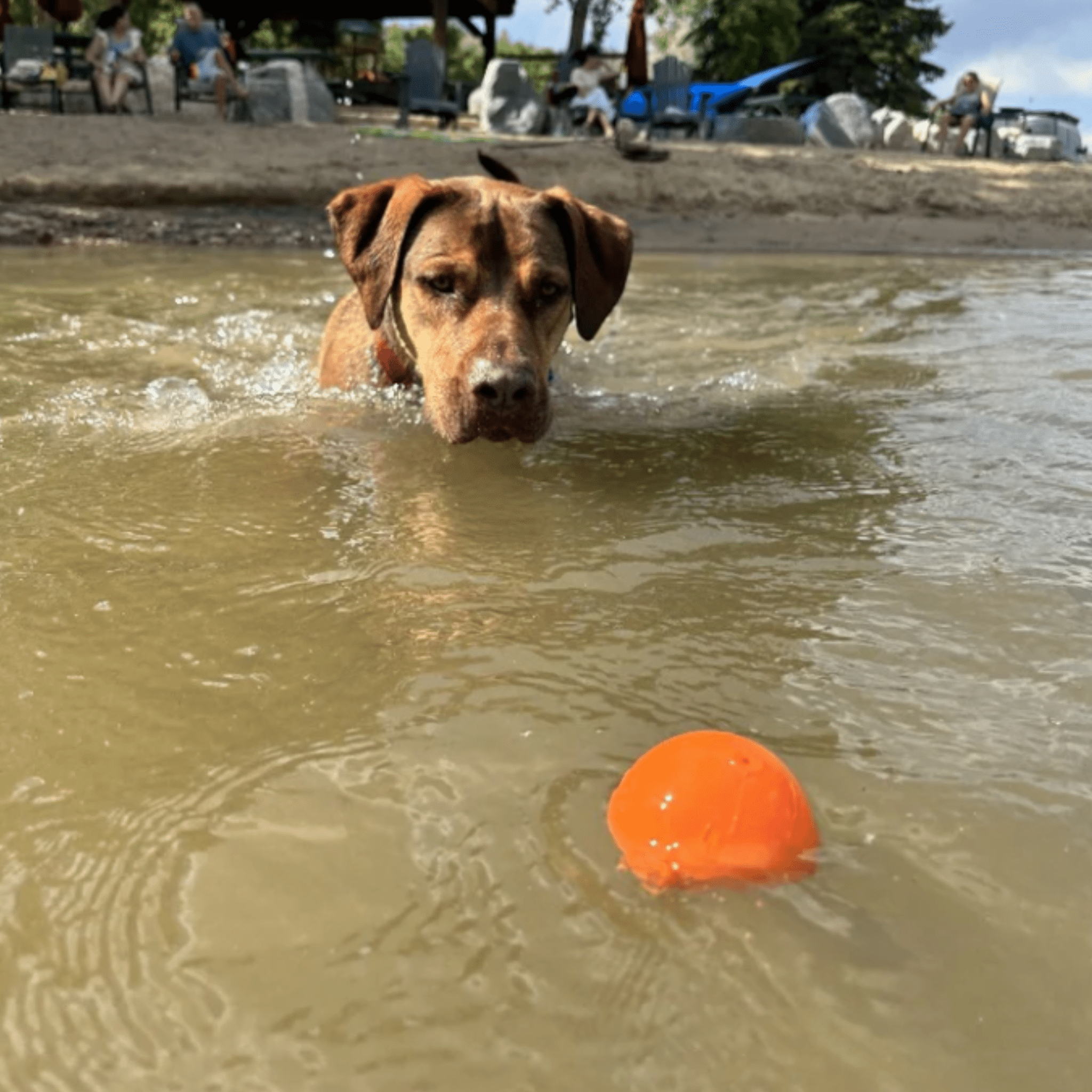 Dog swimming in water with a Farmto-pettreats Dog Fetch Ball Crazy Bounce orange ball.