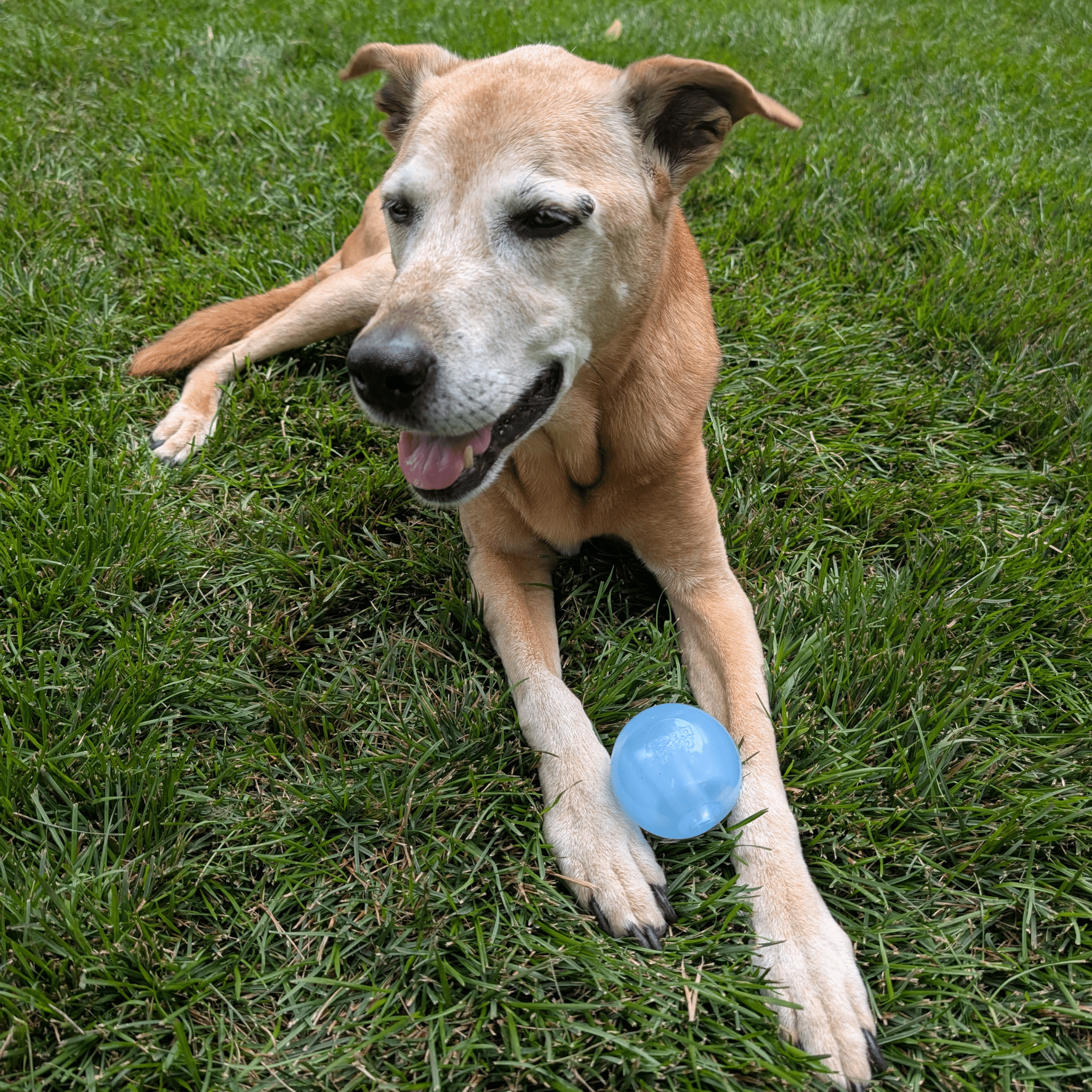 Dog playing with a Farmto-pettreats Dog Fetch Ball Floating Strobe Ball blue ball on grass.