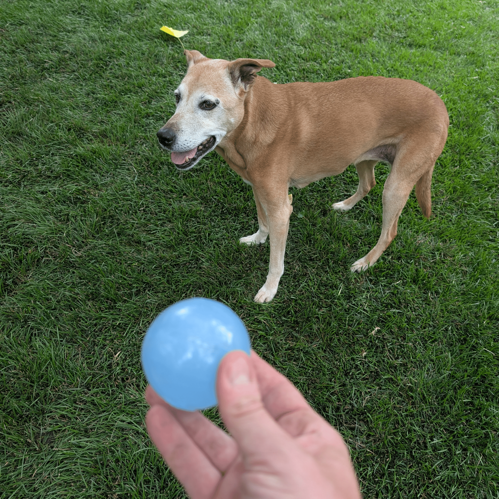 Dog standing on grass with a blue ball from Farmto-pettreats Dog Fetch Ball Floating Strobe Ball held by a person