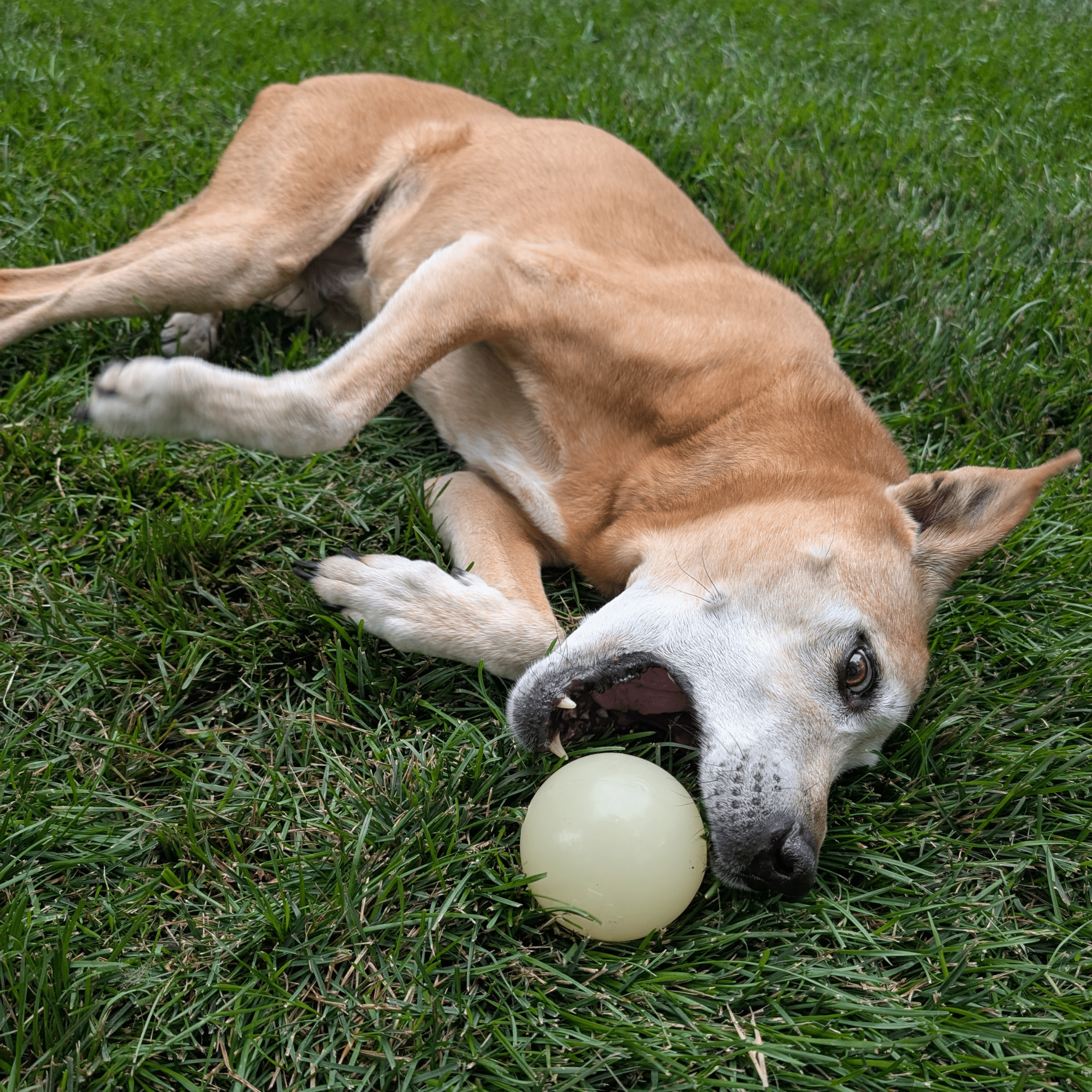 A Dog playing with a Farmto-pettreats Dog Fetch Ball Glow-In the Dark Ball  on grass.