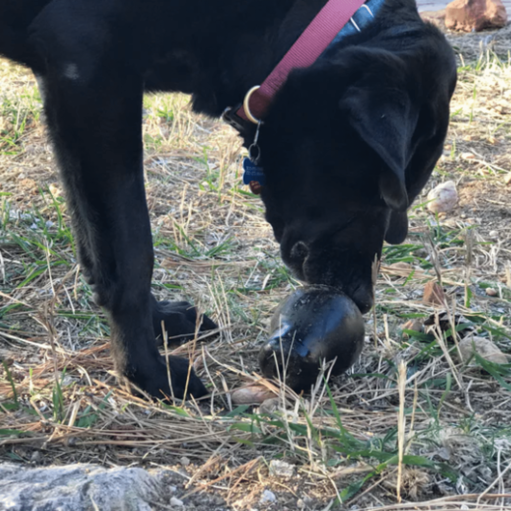 A Black dog sniffing a Farmto-pettreats Dog Food Dispenser black skull on a ball in a grassy area.