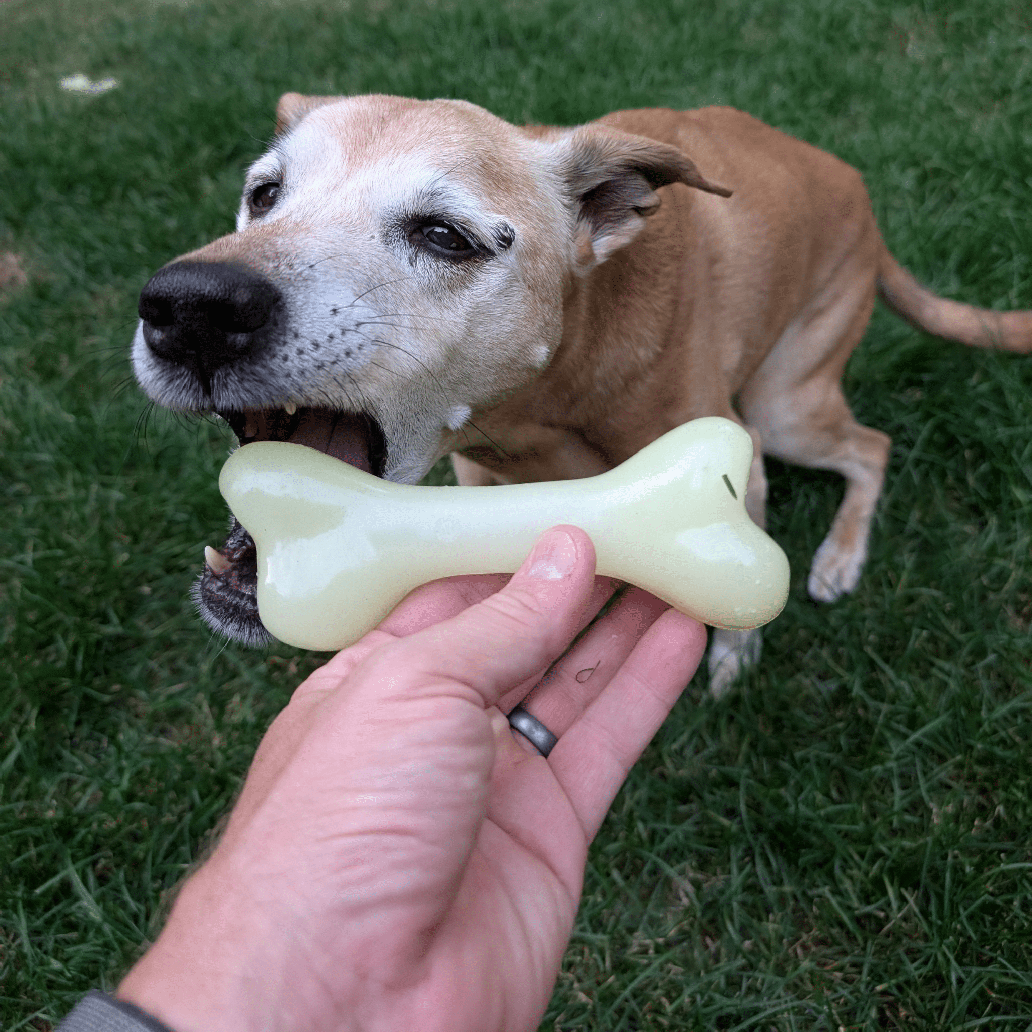 A hand holding a Farmto-pettreats Dog Treat Dispenser that glows in the dark in dog's mouth on grass.