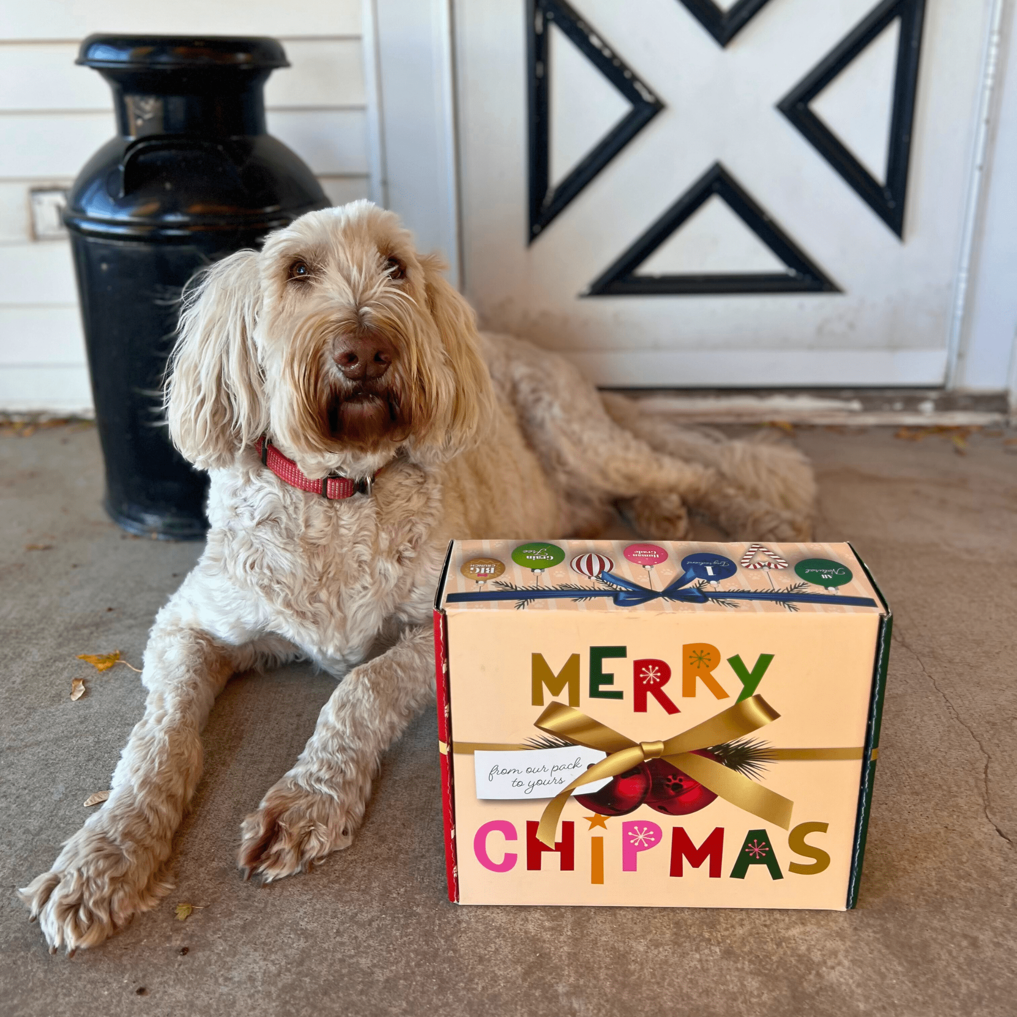 Dog sitting next to a Farmto-pettreats 'Merry Chipmas' gift box on a carpeted floor.