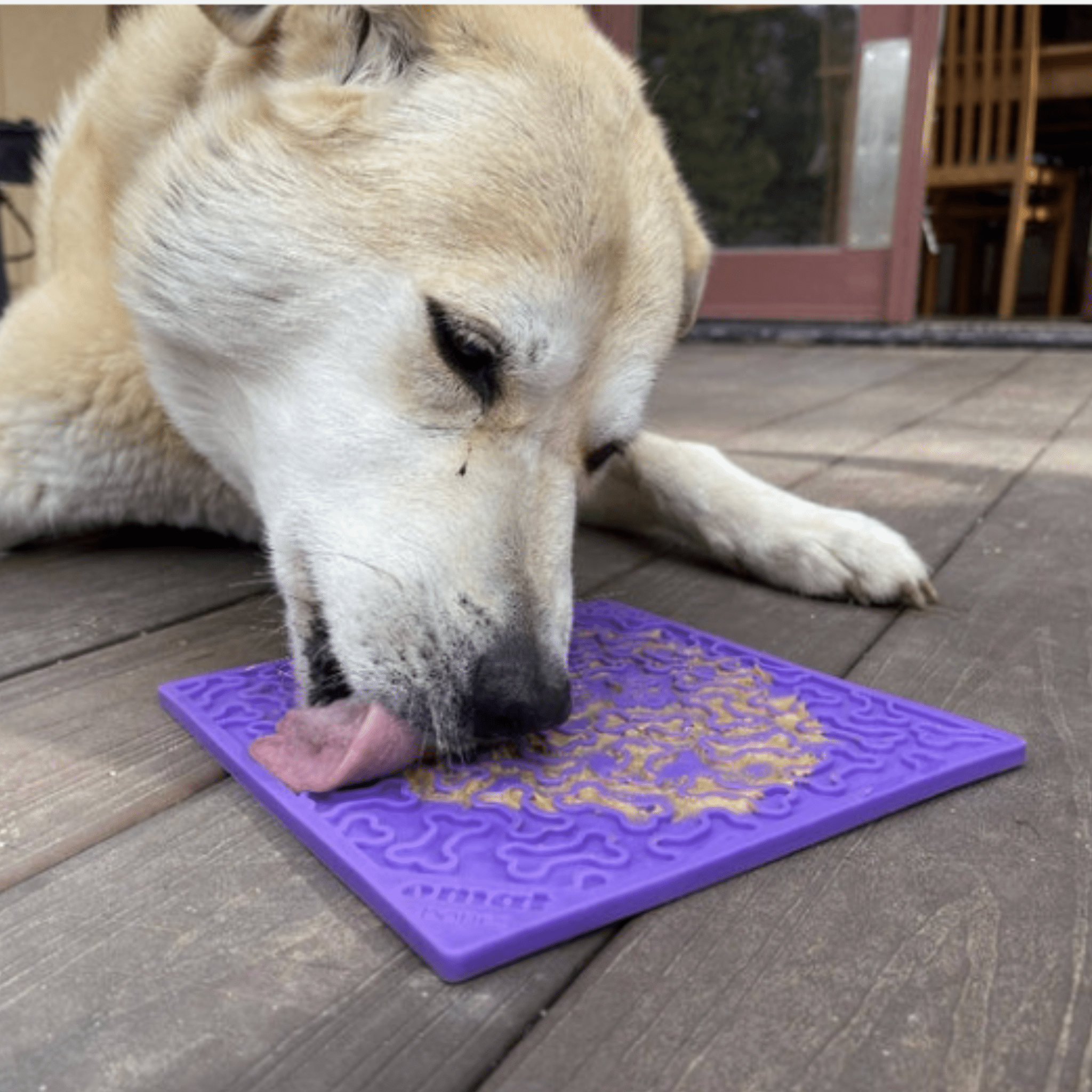 A white Dog licking a Farmto-pettreats  purple dog bone lick mat on a wooden deck.