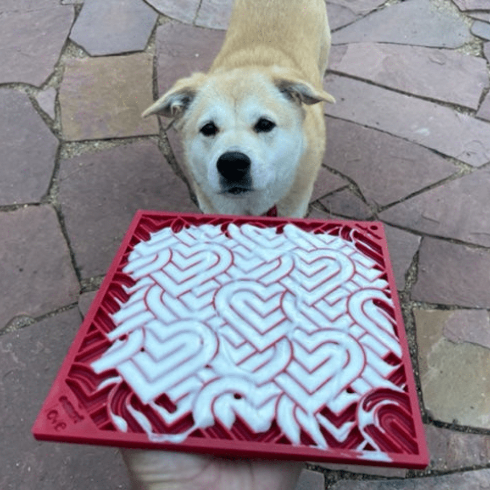 A Dog standing behind a Farmto-pettreats red heart lick mat with yogurt on a stone pavement.