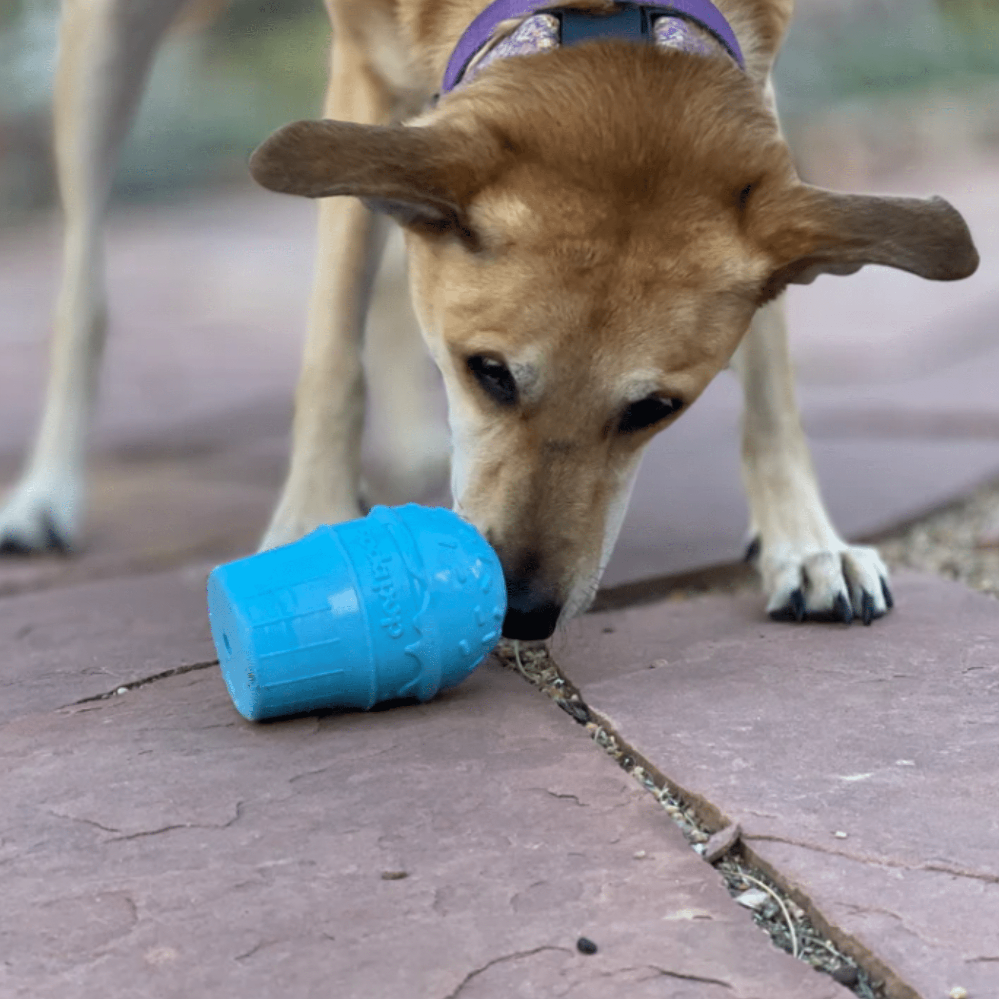 A Dog playing with a Farmto-pettreats blue  ice cream dog treat dispenser on a pavement.