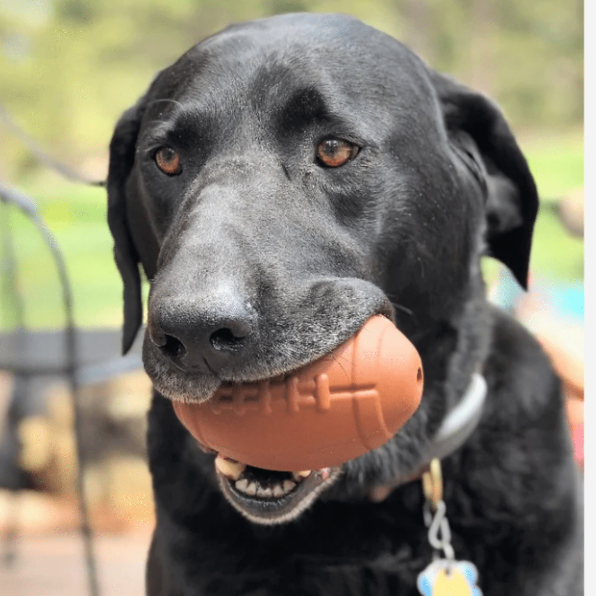 A Black dog holding a Farmto-pettreats Dog Treat Dispenser a brown Football  in its mouth with a blurred outdoor background.