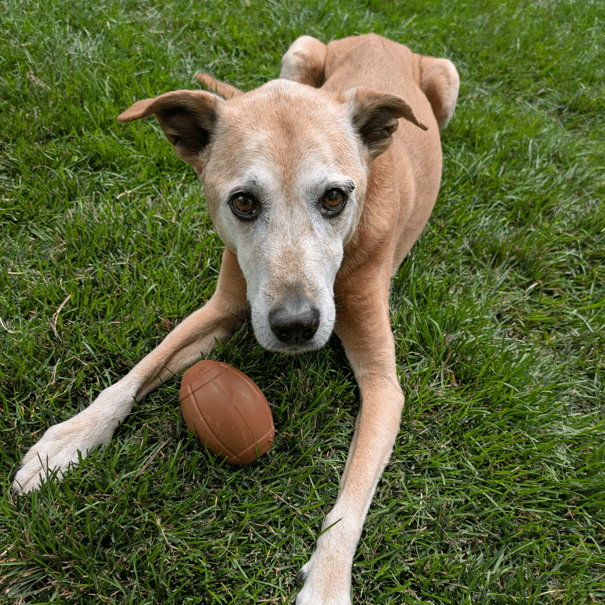 Dog lying on grass with a Farmto-pettreats Dog Treat Dispenser brown football.