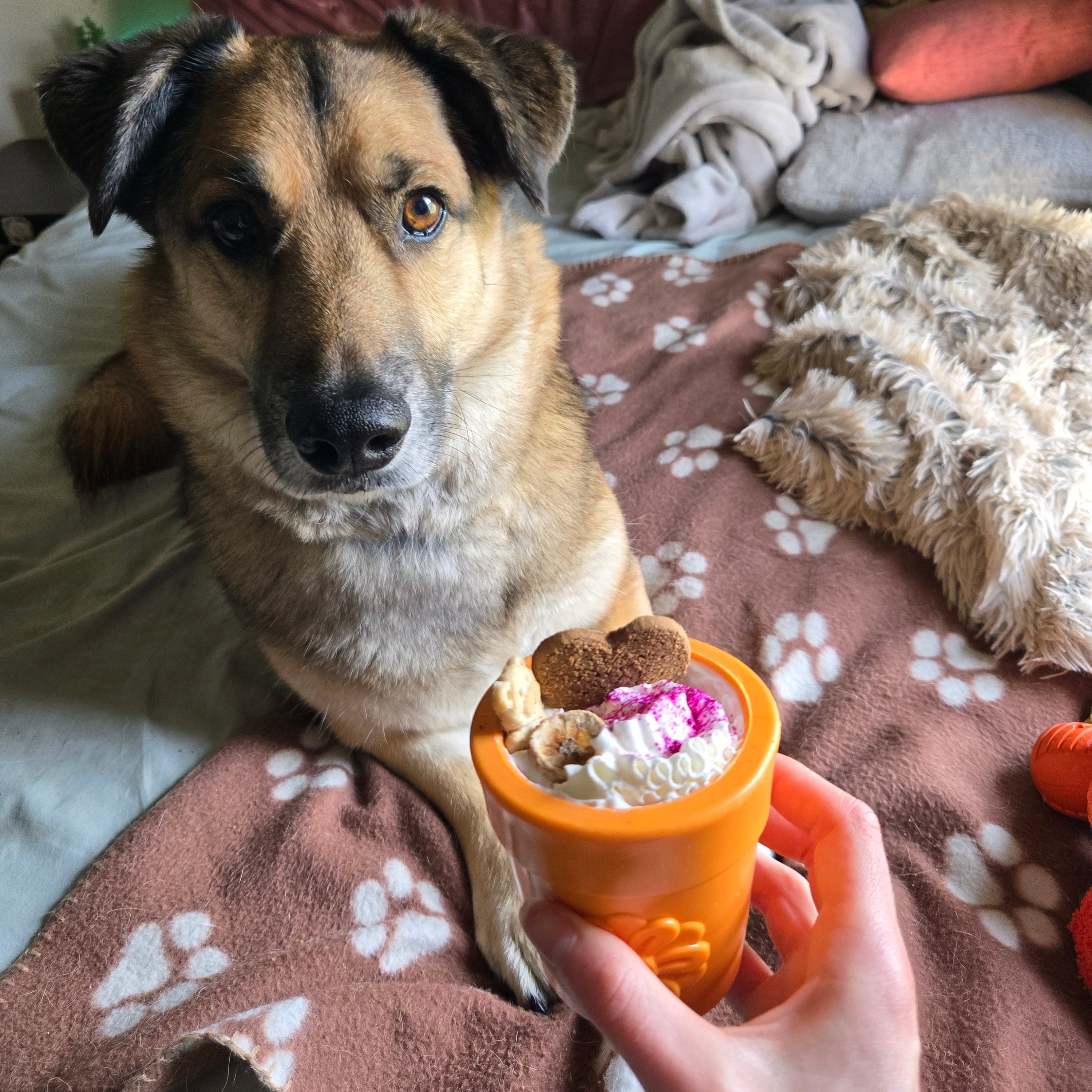 A Dog lying on a bed being fed with  a Farmto-pettreats dog treat dispenser orange flower pot filled with DIY dog food. 
