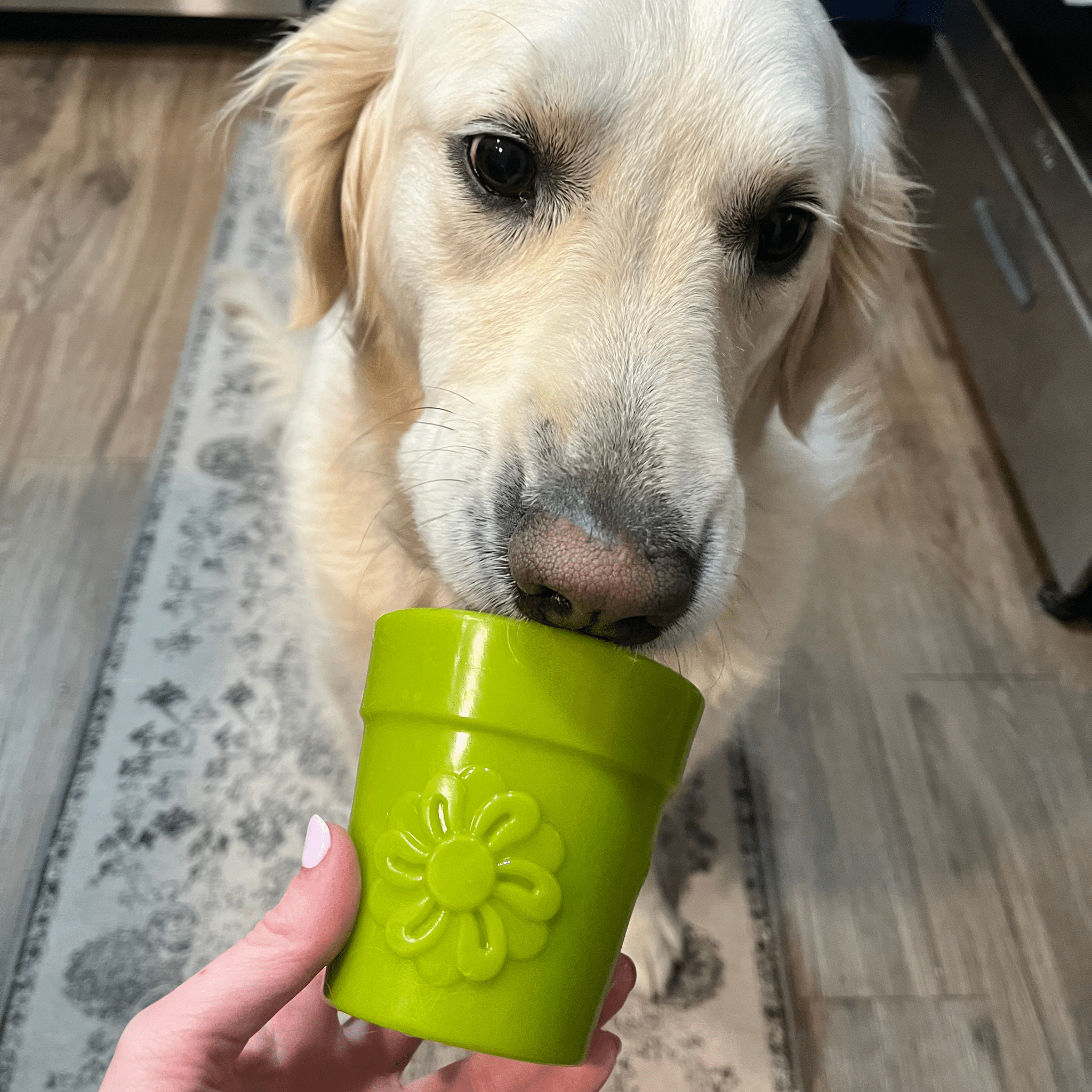 Dog licking a Farmto-pettreats Dog Treat Dispenser green flower pot  held by a person on a wooden floor.