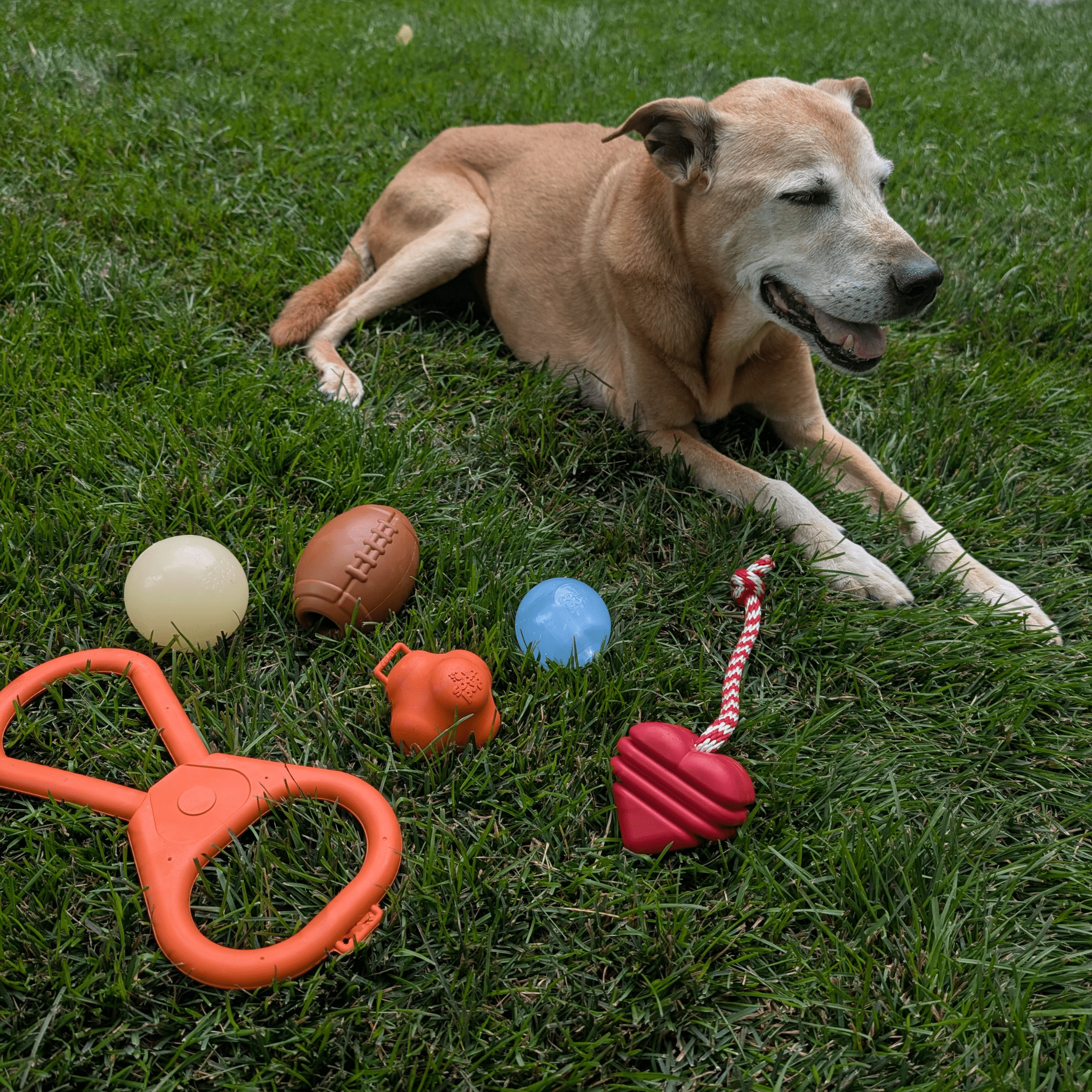 Dog lying on grass with various Farmto-pettreats Dog Treat Dispensers, Tug Toys and Dog Fetch Balls.