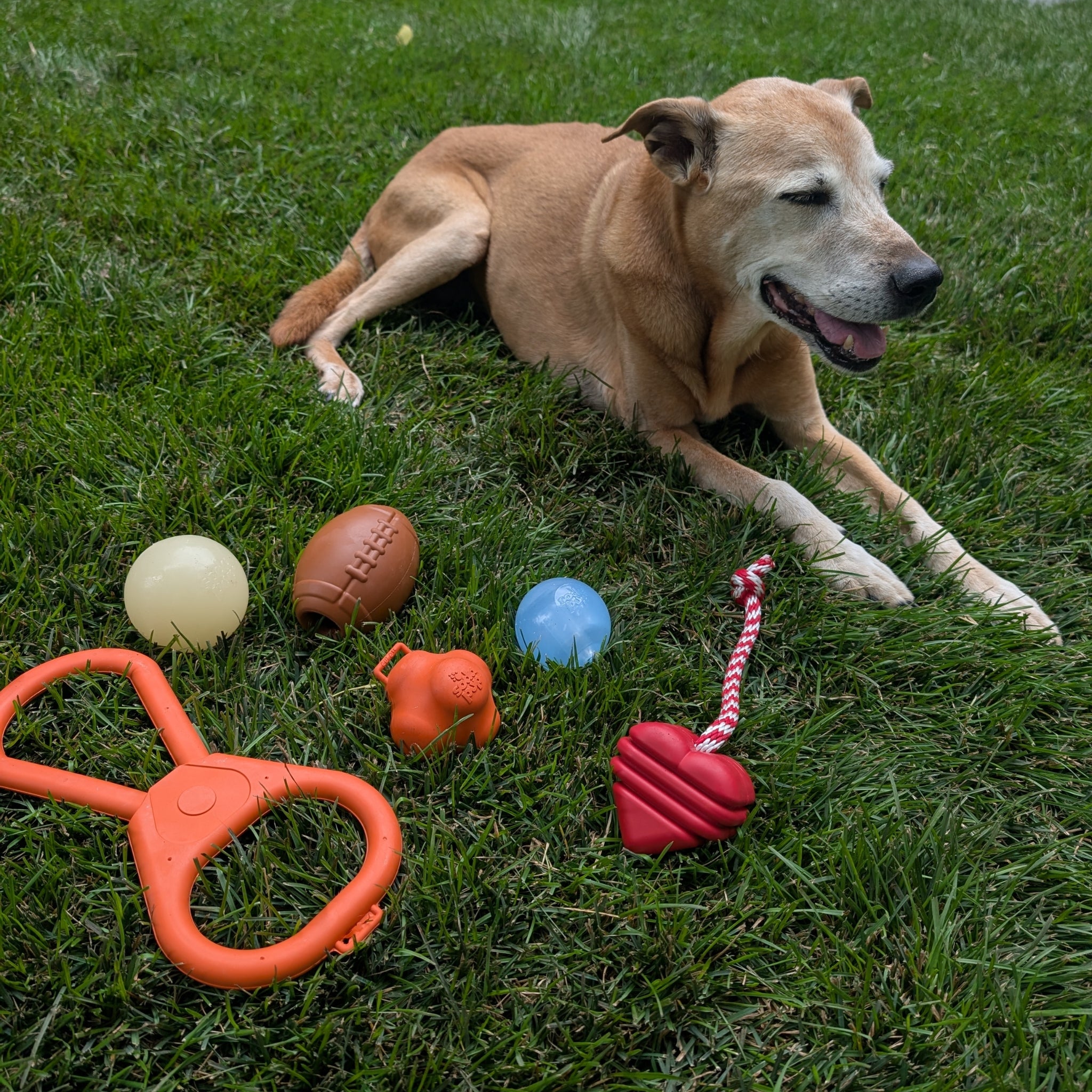 Dog lying on grass with various Farmto-pettreats Dog Treat Dispensers and Tug Toys .