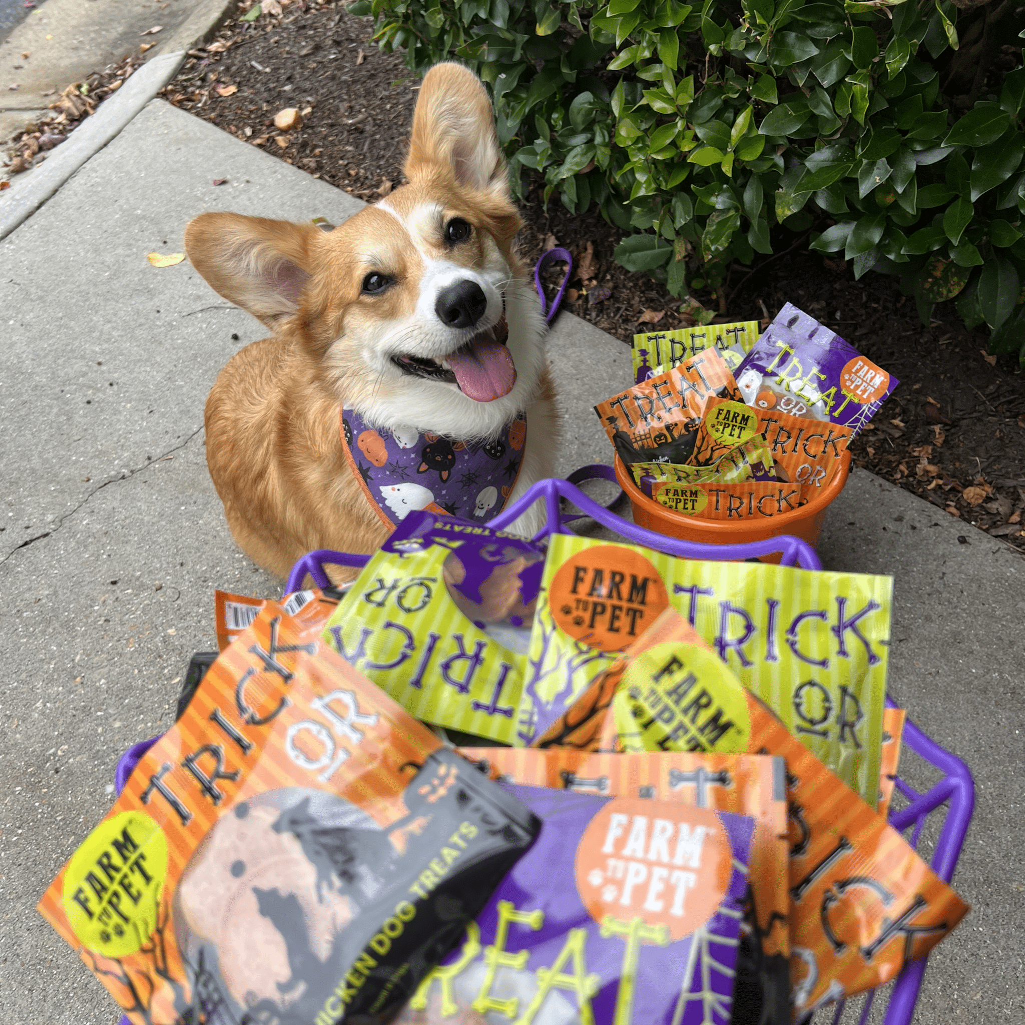Corgi dog with a cart full of Halloween-themed Farmto-pettreats Halloween snack pack  treats on a sidewalk.