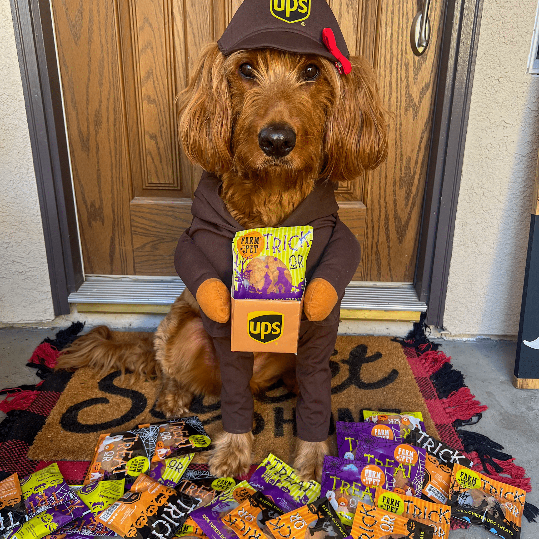  A Dog in a UPS costume holding a Halloween Dog Treat Snack Pack and   packages on a doormat.