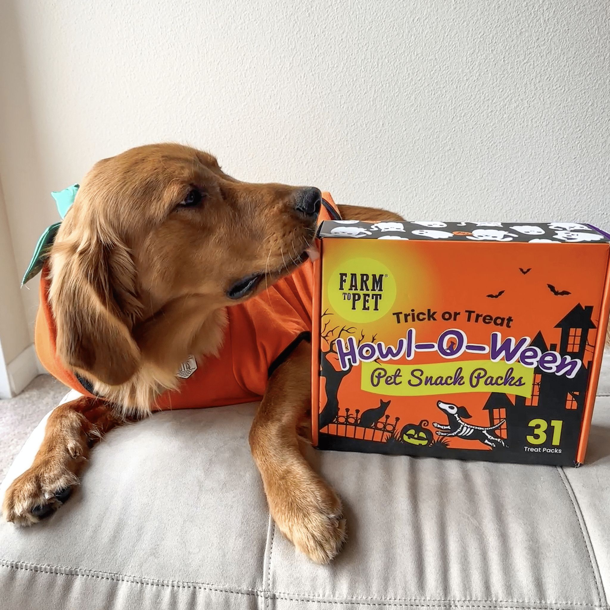 A Dog in an orange costume next to a Halloween-themed Farmto-pettreats  snack box on a light-colored surface. Closed 