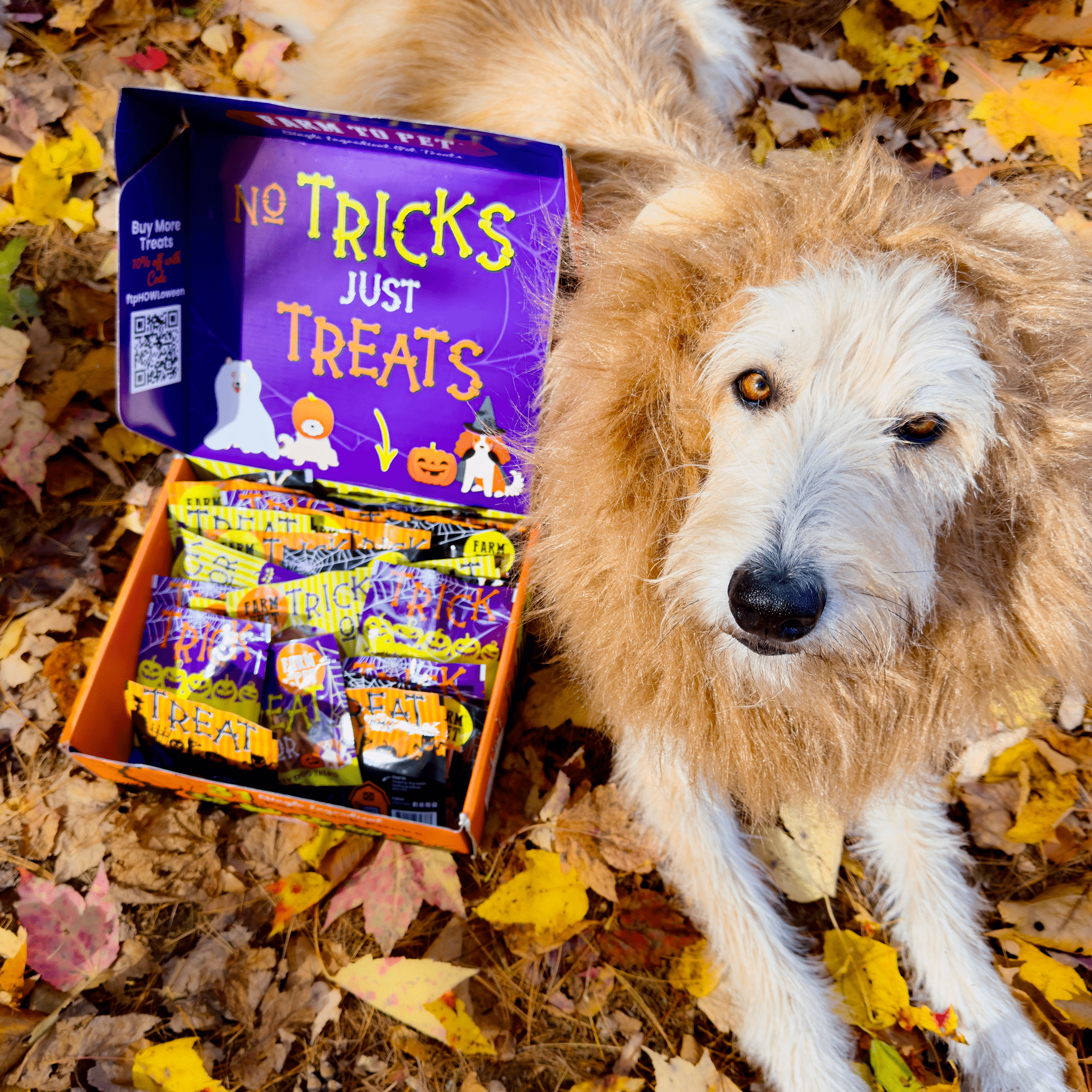  A Dog with a box of Farmto-pettreats  Halloween treats labeled 'No Tricks Just Treats' on a leaf-covered ground. Open
