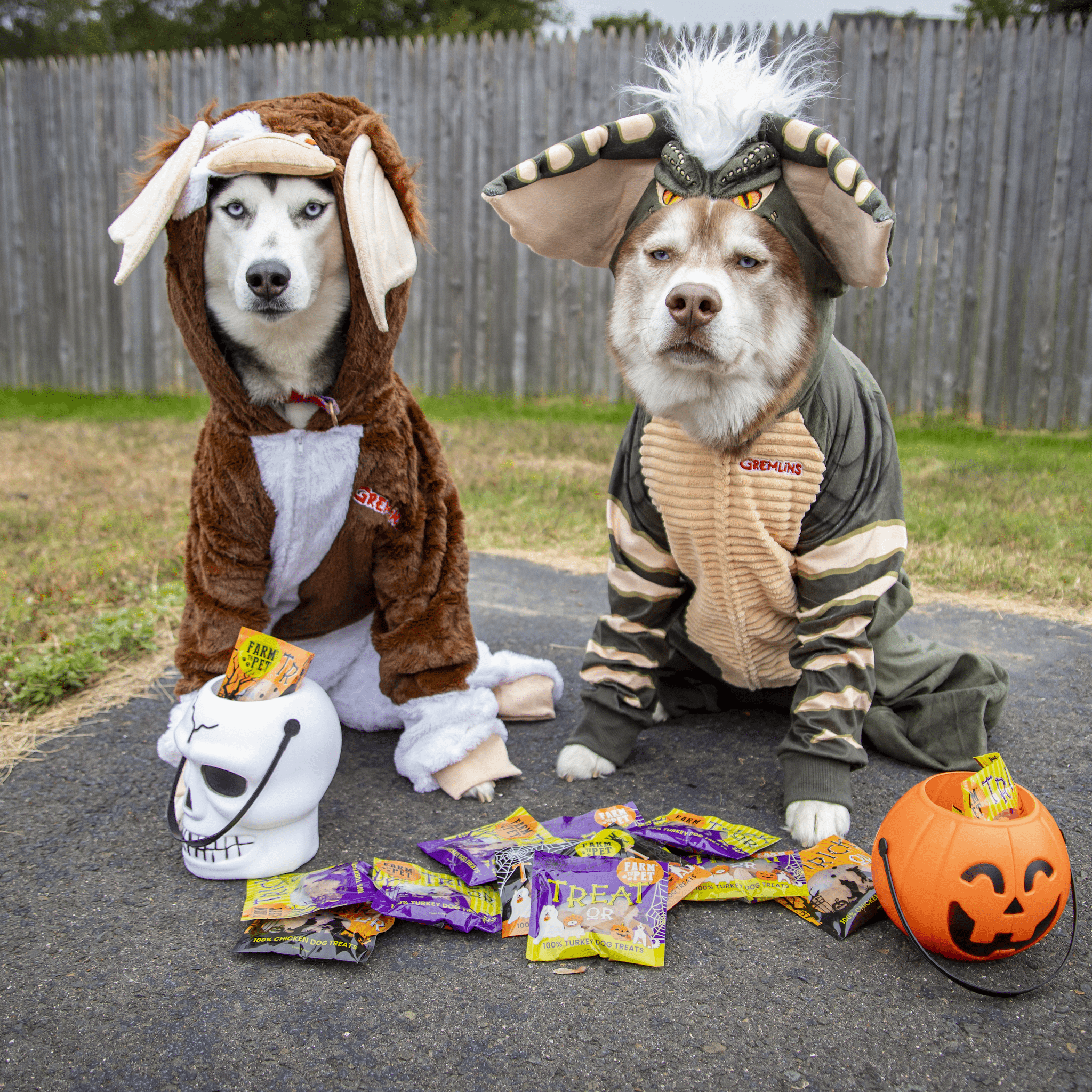 Two Husky's dressed in customs for Halloween sitting outdoors with Farmto-pettreats Halloween Snack Packs with their treat buckets.